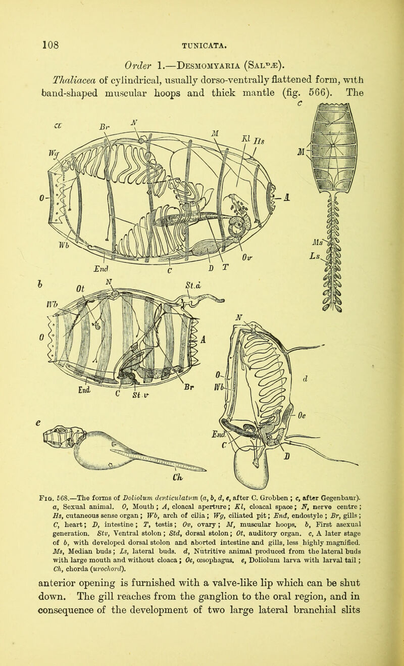 Order 1.—Desmomyaria (Sal.^). Thaliacea of cylindrical, usually dorso-ventrally flattened form, with band-shaped muscular hoops and thick mantle (fig. 566). The Fiö. 568.—The forms of Doliolum denticulatwm (a, 6, d, e, after C. Grobben ; c, after Gegenbaur). a, Sexual animal. 0, Mouth; A, cloacal aperture; Kl, cloacal space; N, nerve centre; Hs, cutaneous sense organ; Wb, arch of cilia; Wg, ciliated pit; End, endostyle ; Br, gills ; C, heart; D, intestine; T, testis; Ov, ovary; M, muscular hoops, b. First asexual generation. Stv, Ventral stolon; Std, dorsal stolon; Ot, auditory organ, c, A later stage of 6, with developed dorsal stolon and aborted intestine and gills, less highly magnified. Ms, Median buds; Ls, lateral buds, d, Nutritive animal produced from the lateral buds with large mouth and without cloaca; Oe, oesophagus, e, Doliolum larva with larval tail; Ch, chorda (urochord). anterior opening is furnished with a valve-like lip which can be shut down. The gill reaches from the ganglion to the oral region, and in consequence of the development of two large lateral branchial slits