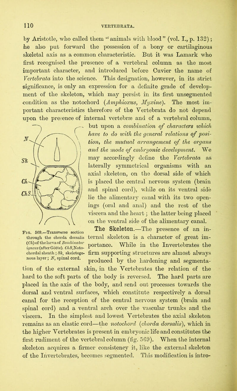 by Aristotle, who called them “ animals with blood” (vol. I., p. 132); he also put forward the possession of a bony or cartilaginous skeletal axis as a common characteristic. But it was Lamark who first recognised the presence of a vertebral column as the most important character, and introduced before Cuvier the name of Vertebrata into the science. This designation, however, in its strict significance, is only an expression for a definite grade of develop- ment of the skeleton, which may persist in its first unsegmented condition as the notochord (.Amphioxus, Myxine). The most im- portant characteristics therefore of the Vertebrata do not depend upon the presence of internal vertebrae and of a vertebral column, but upon a combination of characters which have to do with the general relations of posi- tion, the mutual arrangement of the organs and the mode of embryonic development. We may accordingly define the Vertebrata as laterally symmetrical organisms with an axial skeleton, on the dorsal side of which is placed the central nervous system (brain and spinal cord), while on its ventral side lie the alimentary canal with its two open- ings (oral and anal) and the rest of the viscera and the heart; the latter being placed on the ventral side of the alimentary canal. The Skeleton.—The presence of an in- through the chorda dorsalis ternal skeleton is a character of great im- P°rtaace. Wlnle in the Invertebrates the chordal sheath; Sk, skeietoge- firm supporting structures are almost always nous layer, n, spinal cord. prociuced by the hardening and segmenta- tion of the external skin, in the Vertebrates the relation of the hard to the soft parts of the body is reversed. The hard parts are placed in the axis of the body, and send out processes towards the dorsal and ventral surfaces, which constitute respectively a dorsal canal for the reception of the central nervous system (brain and spinal cord) and a ventral arch over the vascular trunks and the viscera. In the simplest and lowest Vertebrates the axial skeleton remains as an elastic cord—the notochord {chorda dorsalis), which in the higher Vertebrates is present in embryonic life and constitutes the first rudiment of the vertebral column (fig. 569). When the internal skeleton acquires a firmer consistency it, like the external skeleton of the Invertebrates, becomes segmented. This modification is intro- Fig. 569.—Transverse section
