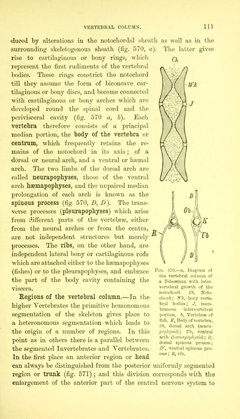 •duced by alterations in the notochordal sheath as well as in the surrounding skeletogenous sheath (fig. 570, a). The latter gives rise to cartilaginous or bony rings, which represent the first rudiments of the vertebral bodies. These rings constrict the notochord till they assume the form of biconcave car- tilaginous or bony discs, and become connected with cartilaginous or bony arches which are developed round the spinal cord and the perivisceral cavity (fig. 570 a, b). Each vertebra therefore consists of a principal median portion, the body of the vertebra or centrum, which frequently retains the re- mains of the notochord in its axis; of a dorsal or neural arch, and a ventral or hsemal arch. The two limbs of the dorsal arch are called neurapophyses, those of the ventral arch haemapophyses, and the unpaired median prolongation of each arch is known as the spinous process (fig. 570, D, D ). The trans- verse processes (pleurapophyses) which arise from different parts of the vertebrae, either from the neural arches or from the centra, are not independent structures but merely processes. The ribs, on the other hand, are independent lateral bony or cartilaginous rods which are attached either to the haemapophyses (fishes) or to the pleurapophyses, and embrace the part of the body cavity containing the viscera. Regions of the vertebral column.—In the higher Vertebrates the primitive homonomous segmentation of the skeleton gives place to a heteronomous segmentation which leads to the origin of a number of regions. In this point as in others there is a parallel between the segmented Invertebrates and Vertebrates. In the first place an anterior region or head can always be distinguished from the posterior uniformly segmented region or trunk (fig. 571); and this division corresponds with the enlargement of the anterior part of the central nervous system to Fig. 570.—a, Diagram of the vertebral column of a Teleostean with inter- vertebral growth of the notochord. Ch, Noto- chord ; TTi, bony verte- bral bodies; J, mem- branous intervertebral portion. 6, Vertebra of fish. K, Body of vertebra. Ob, dorsal arch (neura- pophysii); Ub, ventral arch (luemapophysis); I», dorsal spinoos process; D', ventral spinoos pro- cess ; R, rib.