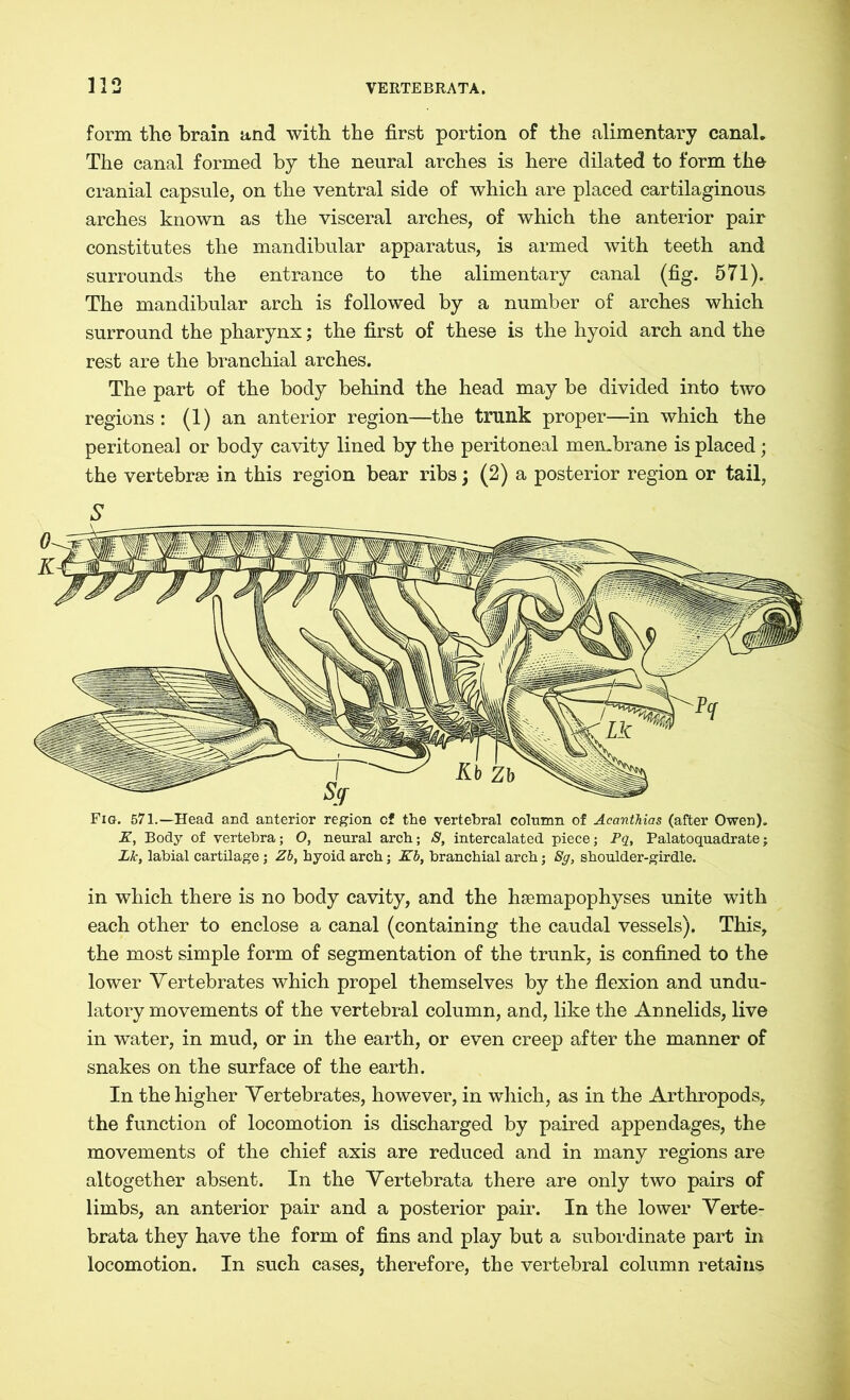 form the brain and with the first portion of the alimentary canal. The canal formed by the neural arches is here dilated to form the cranial capsule, on the ventral side of which are placed cartilaginous arches known as the visceral arches, of which the anterior pair constitutes the mandibular apparatus, is armed with teeth and surrounds the entrance to the alimentary canal (fig. 571). The mandibular arch is followed by a number of arches which surround the pharynx; the first of these is the hyoid arch and the rest are the branchial arches. The part of the body behind the head may be divided into two regions: (1) an anterior region—the trunk proper—in which the peritoneal or body cavity lined by the peritoneal membrane is placed; the vertebras in this region bear ribs; (2) a posterior region or tail, Fig. 571.—Head and anterior region c? the vertebral column of Acanthias (after Owen). Z, Body of vertebra; O, neural arch; S, intercalated piece; Pq, Palatoquadrate; Lk, labial cartilage; Zb, hyoid arch; Zb, branchial arch; Sg, shoulder-girdle. in which there is no body cavity, and the haemapophyses unite with each other to enclose a canal (containing the caudal vessels). This, the most simple form of segmentation of the trunk, is confined to the lower Vertebrates which propel themselves by the flexion and undu- latory movements of the vertebral column, and, like the Annelids, live in water, in mud, or in the earth, or even creep after the manner of snakes on the surface of the earth. In the higher Vertebrates, however, in which, as in the Arthropods, the function of locomotion is discharged by paired appendages, the movements of the chief axis are reduced and in many regions are altogether absent. In the Vertebrata there are only two pairs of limbs, an anterior pair and a posterior pair. In the lower Verte- brata they have the form of fins and play but a subordinate part in locomotion. In such cases, therefore, the vertebral column retains