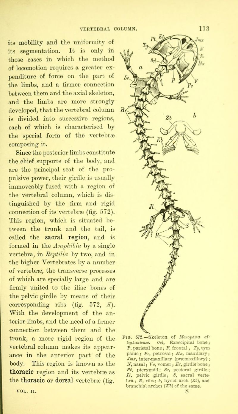 its mobility and the uniformity of its segmentation. It is only in those cases in which the method of locomotion requires a greater ex- penditure of force on the part of the limbs, and a firmer connection between them and the axial skeleton, and the limbs are more strongly developed, that the vertebral column is divided into successive regions, each of which is characterised by the special form of the vertebrae composing it. Since the posterior limbs constitute the chief supports of the body, and are the principal seat of the pro- pulsive power, their girdle is usually immoveably fused with a region of the vertebral column, which is dis- tinguished by the firm and rigid connection of its vertebra} (fig. 572). This region, which is situated be- tween the trunk and the tail, is called the sacral region, and is formed in the Amphibia by a singlo vertebra, in Kept ilia by two, and in the higher Vertebrates by a number of vertebrae, the transverse processes of which are specially large and are firmly united to the iliac bones of the pelvic girdle by means of their corresponding ribs (fig. 572, S). With the development of the an- terior limbs, and the need of a firmer connection between them and the trunk, a more rigid region of the vertebral column makes its appear- ance in the anterior part of the body. This region is known as the thoracic region and its vertebra as the thoracic or dorsal vertebra (fig. Fig. 672.—Skeleton of Meuo}>omo ah leghaniente. Ocl, Exoccipital bone; P, parietal bone; P, frontal; Ty, tym panic; Pe, petrosal; Mx, maxillary; Jmx, inter-maxillary (praemaxillary); .V, nasal; To, vomer; Et, girdle bone; Pt, pterygoid; Sc, pectoral girdle; II, pelvic girdle; S, sacral verte- bra , It, ribs; b, hyoid arch (Z6), anc branchial arches (El) of the same. 8 VOL. II.