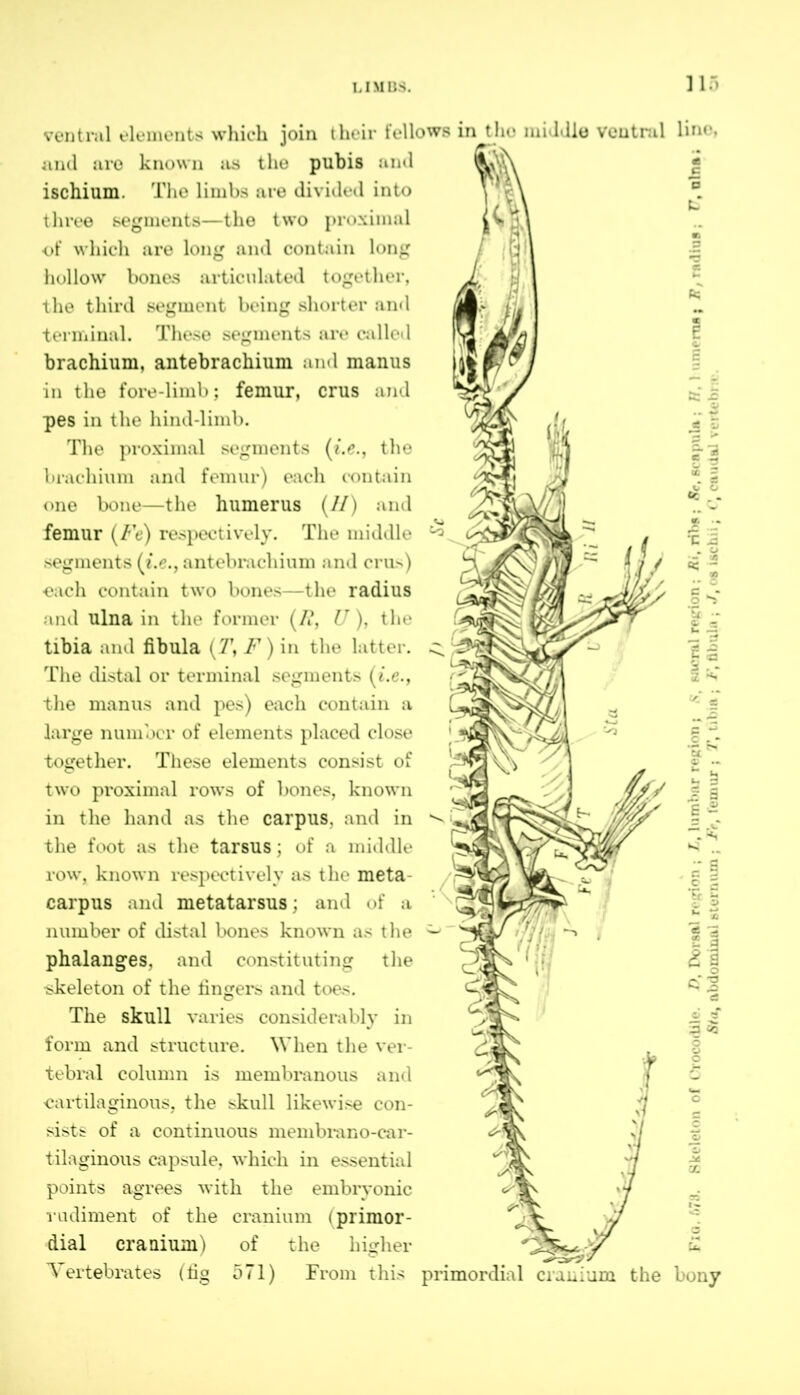 ventral elements which join their fellows in the middle ventral line, and are known as the pubis and ischium. The limbs are divided into three segments—the two proximal of which are long and contain long hollow bones articulated together, the third segment being shorter and terminal. These segments are called brachium, antebrachium and manus in the fore-limb; femur, crus and pes in the hind-limb. The proximal segments (i.e., the brachium and femur) each contain one bone—the humerus (//) and femur (Fe) respectively. The middle segments (i.e., antebrachium and crus) each contain two bones—the radius and ulna in the former (/?, U), the tibia and fibula {T, F) in the latter. The distal or terminal segments (i.e., the manus and pes) each contain a large number of elements placed close together. These elements consist of two proximal rows of bones, known in the hand as the carpus, and in the foot as the tarsus; of a middle row, known respectively as the meta- carpus and metatarsus ; and of a number of distal bones known as the phalanges, and constituting the skeleton of the lingers and toes. The skull varies considerably in form and structure. When the ver- tebral column is membranous and cartilaginous, the skull likewise con- sists of a continuous membrano-car- tilaginous capsule, which in essential points agrees with the embryonic rudiment of the cranium (primor- dial cranium) of the higher Vertebrates (fig 571) From this primordial cranium the bony Fia. fi7tf. Skeleton of Crocodile. 7>, Dorsal region ; L, lumbar region j S, sacral region ; Ri, ribs ; 8c, eon pula ; H, 1 umeras | F, radius; V, olna ; Sta, abdominal sternum ; Fe, lemur ; T, tibia ; F, fibulu ; J, os ischii; caudal rertebt .