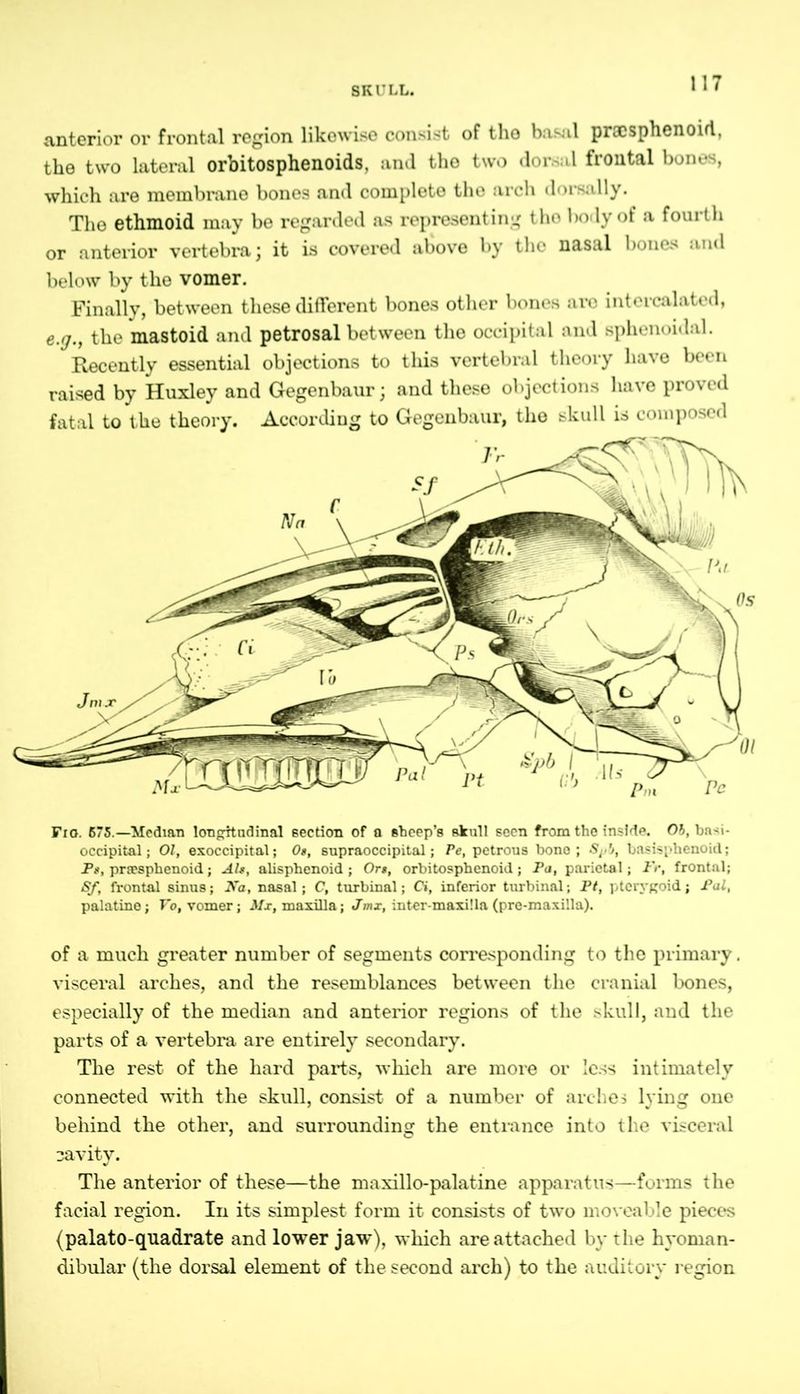 SKULL. anterior or frontal region likewise consist of the basal prac sphenoid, the two lateral orbitosphenoids, and the two dorsal frontal bones, which are membrane bones and complete the arch dorsally. The ethmoid may be regarded as representing tho body of a fourth or anterior vertebra; it is covered above by the nasal bones and below by the vomer. Finally, between these different bones other bones aro intercalated, e.g., the mastoid and petrosal between the occipital and sphenoidal. Recently essential objections to this vertebral theory have been raised by Huxley and Gegenbaur; and these objections have proved fatal to the theory. According to Gegenbaur, the skull is composed Fro. 675.—Median longitudinal section of a sheep’s skull seen from the inside. Ob, bn*i- occipit&l; 01, exoccipital; 0», supraoccipital; Pe, petrous bone; 8pb, basispbenoid; Pf, prsesphenoid; Ah, alisphenoid ; Ort, orbitosphenoid; Pa, parietal; Fr, frontal; Sf, frontal sinus; Na, nasal; C, turbinal; Ci, inferior turbinal; Pt, pterygoid; Pal, palatine; Vo, vomer; Ms, maxilla; Jmx, inter-maxilla (pre-maxilla). of a much greater number of segments corresponding to the primary. visceral arches, and the resemblances between the cranial bones, especially of the median and anterior regions of the skull, and the parts of a vertebra are entirely secondary. The rest of the hard parts, which are more or less intimately connected with the skull, consist of a number of arches lying one behind the other, and surrounding the entrance into the visceral cavity. The anterior of these—the maxillo-palatine apparatus—forms the facial region. In its simplest form it consists of two moveable pieces (palato-quadrate and lower jaw), which are attached by the hyoman- dibular (the dorsal element of the second arch) to the auditory region
