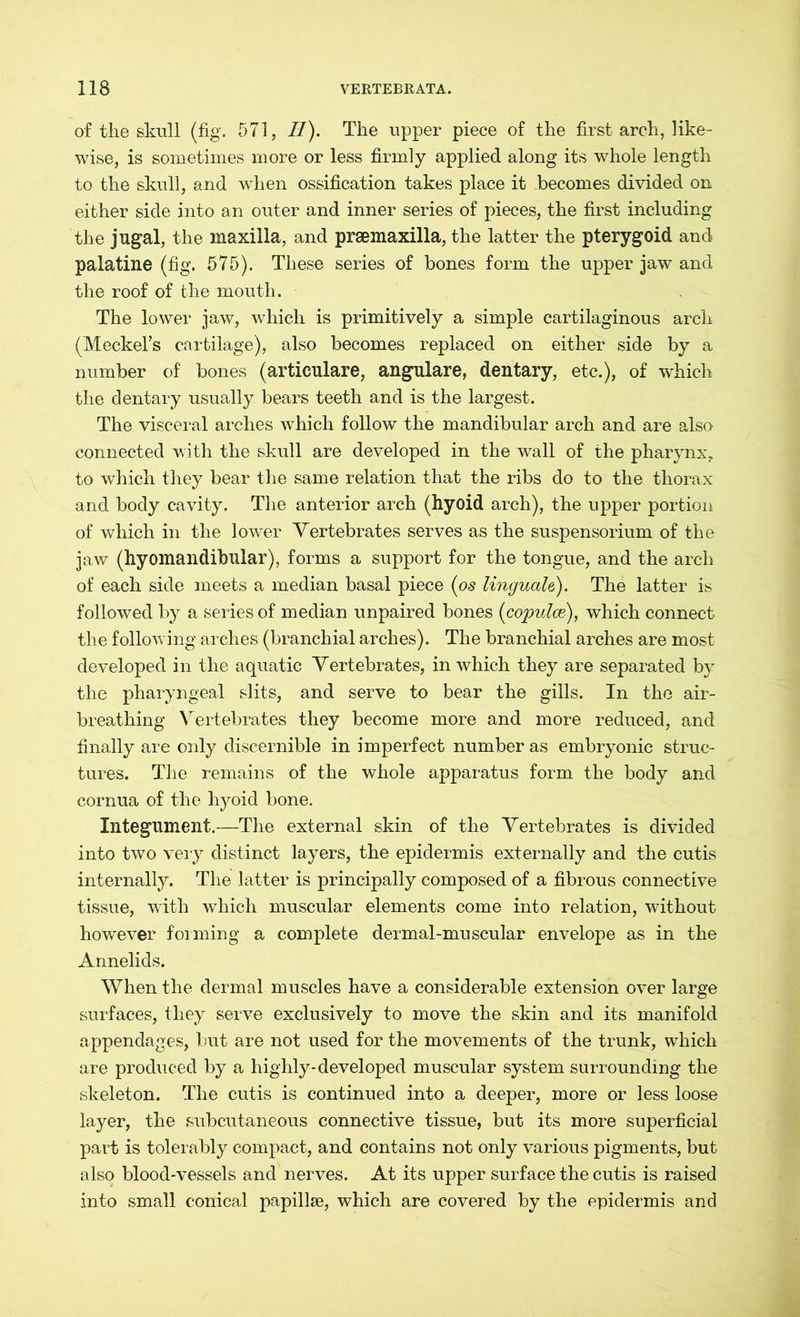 of the skull (fig. 571, II). The upper piece of the first arch, like- wise, is sometimes more or less firmly applied along its whole length to the skull, and when ossification takes place it becomes divided on either side into an outer and inner series of pieces, the first including the jugal, the maxilla, and prsemaxilla, the latter the pterygoid and palatine (fig. 575). These series of bones form the upper jaw and the roof of the mouth. The lower jaw, which is primitively a simple cartilaginous arch (Meckel’s cartilage), also becomes replaced on either side by a number of bones (articulare, angulare, dentary, etc.), of which the dentary usually bears teeth and is the largest. The visceral arches which follow the mandibular arch and are also- connected with the skull are developed in the wall of the pharynx, to which they bear the same relation that the ribs do to the thorax and body cavity. The anterior arch (hyoid arch), the upper portion of which in the lower Vertebrates serves as the Suspensorium of the jaw (hyomandibular), forms a support for the tongue, and the arch of each side meets a median basal piece (os linguale). The latter is followed by a series of median unpaired bones (copulce), which connect the following arches (branchial arches). The branchial arches are most developed in the aquatic Vertebrates, in which they are separated by the pharyngeal slits, and serve to bear the gills. In the air- breathing Vertebrates they become more and more reduced, and finally are oidy discernible in imperfect number as embryonic struc- tures. The remains of the whole apparatus form the body and cornua of the hyoid bone. Integument.—The external skin of the Vertebrates is divided into two very distinct layers, the epidermis externally and the cutis internally. The latter is principally composed of a fibrous connective tissue, with which muscular elements come into relation, without however forming a complete dermal-muscular envelope as in the Annelids. When the dermal muscles have a considerable extension over large surfaces, they serve exclusively to move the skin and its manifold appendages, but are not used for the movements of the trunk, which are produced by a highly-developed muscular system surrounding the skeleton. The cutis is continued into a deeper, more or less loose layer, the subcutaneous connective tissue, but its more superficial part is tolerably compact, and contains not only various pigments, but also blood-vessels and nerves. At its upper surface the cutis is raised into small conical papillae, which are covered by the epidermis and
