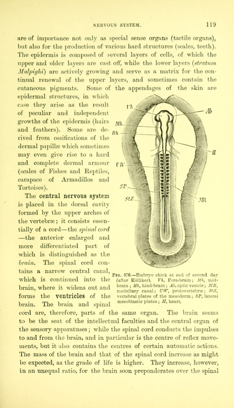 are of importance not only as special sense organs (tactile organs), but also for the production of various hard structures (scales, teeth). The epidermis is composed of several layers of cells, of which the upper and older layers are cast off, while the lower layers (stratum Malpighi) are actively growing and serve as a matrix for the con- tinual renewal of the upper layers, and sometimes contain the cutaneous pigments. Some of the appendages of the skin are epidermal structures, in which case they arise as the result of peculiar and independent growths of the epidermis (hairs and feathers). Some are de- rived from ossifications of the dermal papillae which sometimes may even give rise to a hard and complete dermal armour (scales of Fishes and Reptiles, carapace of Armadillos and Tortoises). The central nervous system is placed in the dorsal cavity formed by the upper arches of the vertebrae; it consists essen- tially of a cord—the spinal cord —the anterior enlarged and more differentiated part of which is distinguished as the brain. The spinal cord con- tains a narrow central canal, _ F*o. 576.—Embryo duck at end of second day which is continued into the (after Kölliker). Yh, Fore-brain; Mh, mid- brain, where it widens out and bra,1°l; M,optic vesicle, MR ’ ' medullary canal; UTY, protovertebr®; StZ, forms the ventricles of the vertebral plates of the mesoderm; SP, lateral l • rni 1 i , mesoblastic plates; If, heart. brain, line brain and spinal cord are, therefore, parts of the same organ. The brain seems to be the seat of the intellectual faculties and the central organ of the sensory apparatuses; while the spinal cord conducts the impulses to and from the brain, and in particular is the centre of reflex move- ments, but it also contains the centres of certain automatic actions. The mass of the brain and that of the spinal cord increase as might be expected, as the grade of life is higher. They increase, however, in an unequal ratio, for the brain soon preponderates over the spinal