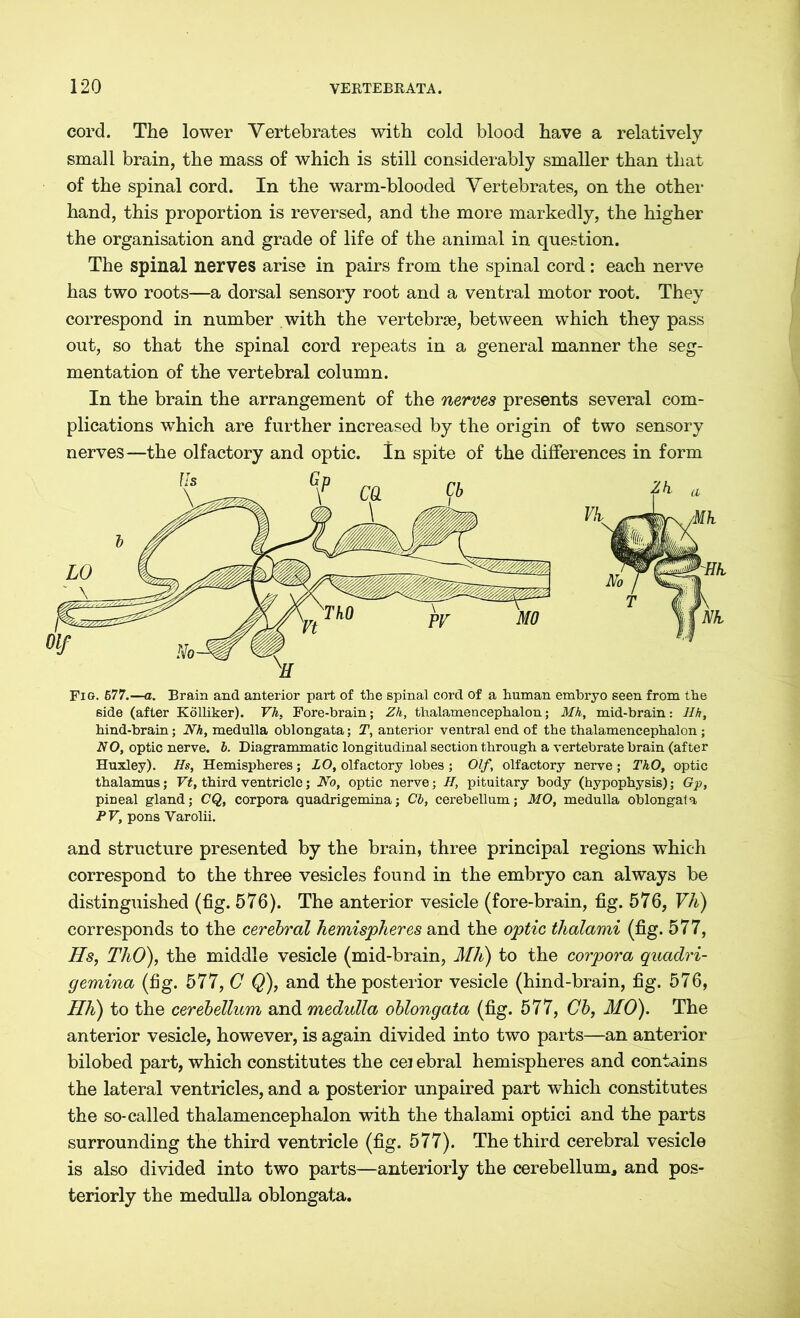 cord. The lower Vertebrates with cold blood have a relatively small brain, the mass of which is still considerably smaller than that of the spinal cord. In the warm-blooded Vertebrates, on the other hand, this proportion is reversed, and the more markedly, the higher the organisation and grade of life of the animal in question. The spinal nerves arise in pairs from the spinal cord: each nerve has two roots—a dorsal sensory root and a ventral motor root. They correspond in number with the vertebrae, between which they pass out, so that the spinal cord repeats in a general manner the seg- mentation of the vertebral column. In the brain the arrangement of the nerves presents several com- plications which are further increased by the origin of two sensory nerves—the olfactory and optic. In spite of the differences in form side (after Kölliker). Vh, Fore-brain; Zh, thalamencephalon; Mk, mid-brain: Hh, hind-brain; Nh, medulla oblongata; T, anterior ventral end of the thalamencephalon ; NO, optic nerve, b. Diagrammatic longitudinal section through a vertebrate brain (after Huxley). Hs, Hemispheres ; LO, olfactory lobes ; Olf, olfactory nerve ; ThO, optic thalamus; Vt, third ventricle; No, optic nerve; H, pituitary body (hypophysis); Gp, pineal gland; CQ, corpora quadrigemina; Cb, cerebellum; MO, medulla oblongata PV, pons Varolii. and structure presented by the brain, three principal regions which correspond to the three vesicles found in the embryo can always be distinguished (fig. 576). The anterior vesicle (fore-brain, fig. 576, Vh) corresponds to the cerebral hemispheres and the optic thalami (fig. 577, Hs, ThO), the middle vesicle (mid-brain, Mh) to the corpora quadri- gemina (fig. 577, C Q), and the posterior vesicle (hind-brain, fig. 576, Hh) to the cerebellum and medulla oblongata (fig. 577, Cb, MO). The anterior vesicle, however, is again divided into two parts—an anterior bilobed part, which constitutes the cei ebral hemispheres and contains the lateral ventricles, and a posterior unpaired part which constitutes the so-called thalamencephalon with the thalami optici and the parts surrounding the third ventricle (fig. 577). The third cerebral vesicle is also divided into two parts—anteriorly the cerebellum, and pos- teriorly the medulla oblongata.