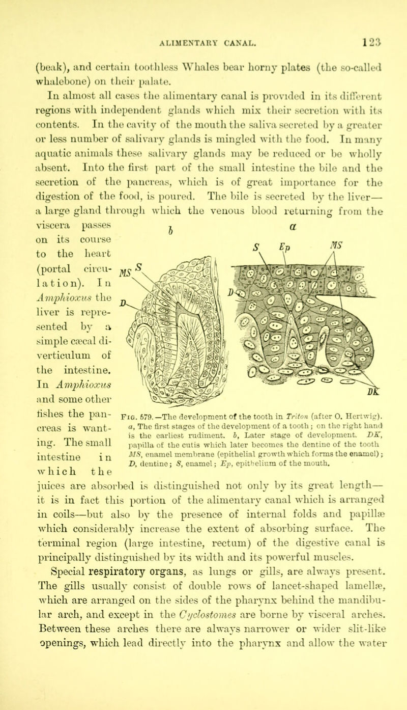 (beak), and certain toothless Whales bear horny plates (the so-called whalebone) on their palate. In almost all cases the alimentary canal is provided in its different regions with independent glands which mix their secretion with its contents. In the cavity of the mouth the saliva secreted by a greater or less number of salivary glands is mingled with the food. In many aquatic animals these salivary glands may be reduced or bo wholly absent. Into the first part of the small intestine the bile and the secretion of the pancreas, which is of great importance for the digestion of the food, is poured. The bile is secreted by the liver— a large gland through which the venous blood returning from the viscera passes on its course to the heart (portal circu- lation). In Amphioxiis the liver is repre- sented by a simple caecal di- verticulum of the intestine. In Amphioxus and some other fishes the pan- creas is want- ing. The small intestine i n which the juices are absorl^ed is distinguished not only by its great length— it is in fact this portion of the alimentary canal which is arranged in coils—but also by the presence of internal folds and papillae which considerably increase the extent of absorbing surface. The terminal region (large intestine, rectum) of the digestive canal is principally distinguished by its width and its powerful muscles. Special respiratory organs, as lungs or gills, are always present. The gills usually consist of double rows of lancet-shaped lamella?, which are arranged on the sides of the pharynx behind the mandibu- lar arch, and except in the Cydostomes are borne by visceral arches. Between these arches there are always narrower or wider slit-like openings, which lead directly into the pharynx and allow the water Fig. 679.—Tlie development of the tooth in Triton (after O. Hertwig). a, The first stages of the development of a tooth; on tho right hand is the earliest rudiment, b, Later stage of development. DK, papilla of the cutis which later becomes the dentine of the tooth MS, enamel membrane (epithelial growth which forms the enamel); D, dentine; S, enamel; Ep, epithelium of the mouth.