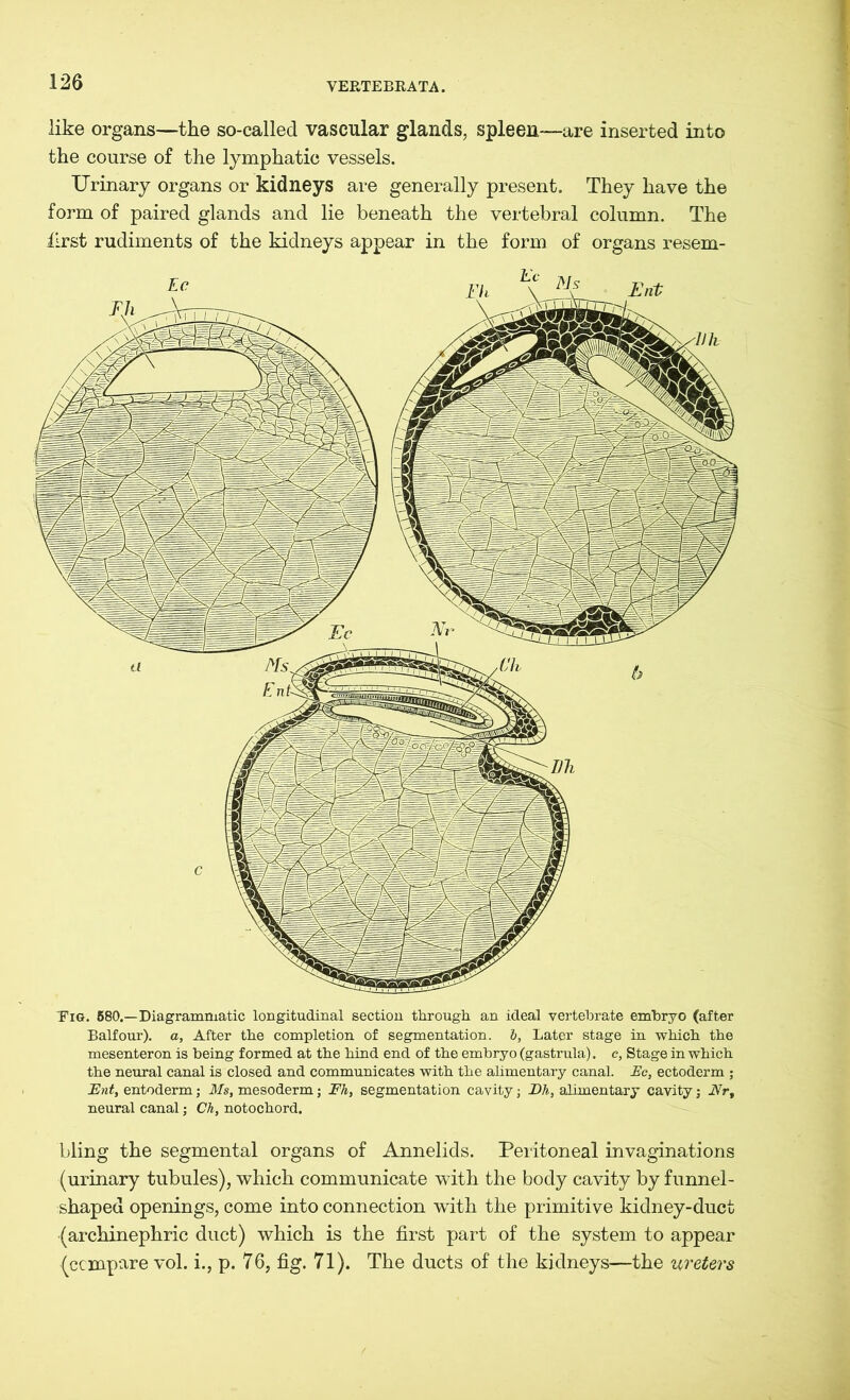 like organs—the so-called vascular glands, spleen—are inserted into the course of the lymphatic vessels. Urinary organs or kidneys are generally present. They have the form of paired glands and lie beneath the vertebral column. The first rudiments of the kidneys appear in the form of organs resem- Fig. 680.—Diagrammatic longitudinal section through an ideal vertebrate embryo (after Balfour), a, After the completion of segmentation, b, Later stage in which the mesenteron is being formed at the hind end of the embryo (gastrula). c, Stage in which the neural canal is closed and communicates with the alimentary canal. Ec, ectoderm ; Fnt, entoderm; Ms, mesoderm; Fh, segmentation cavity; Bh, alimentary cavity; JVrt neural canal; Ch, notochord. bling the segmental organs of Annelids. Peritoneal invaginations (urinary tubules), which communicate with the body cavity by funnel- shaped openings, come into connection with the primitive kidney-duct (archinephric duct) which is the first part of the system to appear {compare vol. i., p. 76, fig. 71). The ducts of the kidneys—the ureters