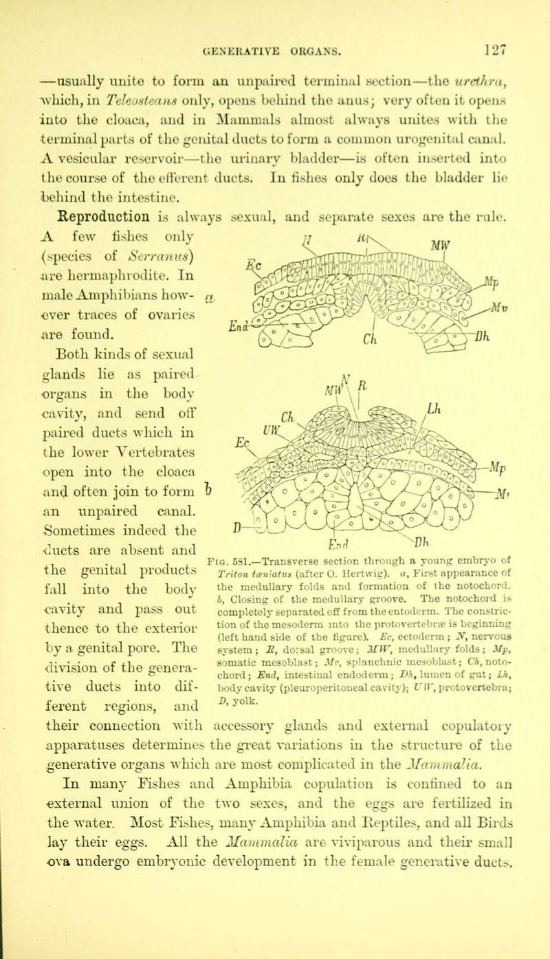—usually unite to form an unpaired terminal section—the urethra, 'which,in Teleosteaus only, opens behind the anus; very often it opens into the cloaca, and in Mammals almost always unites with the terminal parts of the genital ducts to form a common urogenital canal. A vesicular reservoir—the urinary bladder—is often inserted into the course of the efferent ducts. In fishes only does the bladder lie behind the intestine. Reproduction is always sexual, and separate sexes are the rule. A few fishes only (species of Sei'ranus) are hermaphrodite. In male Amphibians how- ever traces of ovaries are found. Both kinds of sexual glands lie as paired organs in the body cavity, and send off paired ducts which in the lower Vertebrates open into the cloaca and often join to form an unpaired canal. Sometimes indeed the ducts are absent and the genital products fall into the body cavity and pass out thence to the exterior by a genital pore. The division of the genera- tive ducts into dif- ferent regions, and their connection with Enr? ^ Fig. 581.—Transverse section through a young embryo of Triton tceniatus (after O. Hertwig). a. First appearance of the medullary folds and formation of the notochord. b, Closing of the medullary groove. The notochoi’d is completely separated off from the entoderm. The constric- tion of the mesoderm into the protovertebrse is beginning (left hand side of the figure). Ec, ectoderm ; N, nervous system; It, dorsal groove; 2fW, medullary folds; Mp, somatic mesoblast; Mo, splanchnic mesoblast; Ch, noto- chord; End, intestinal endoderm; DA, lumen of gut; Lh, body cavity (pleuroperitoneal cavity); T7W, protovertebra; D, yolk. accessory glands and external copulatory apparatuses determines the great variations in the structure of the generative organs which are most complicated in the Mammalia. In many Fishes and Amphibia copulation is confined to an external union of the two sexes, and the eggs are fertilized in the water. Most Fishes, many Amphibia and Reptiles, and all Birds lay their eggs. All the Mammalia are viviparous and their small ova undergo embryonic development in the female generative ducts.