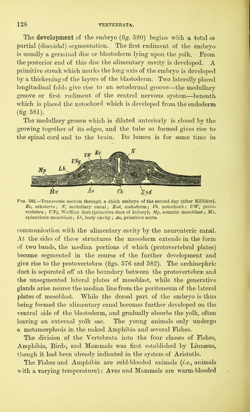 The development of the embryo (fig. 580) begins with a total oi partial (discoidal) segmentation. The first rudiment of the embryo is usually a germinal disc or blastoderm lying upon the yolk. From the posterior end of this disc the alimentary cavity is developed. A primitive streak which marks the long axis of the embryo is developed by a thickening of the layers of the blastoderm. Two laterally placed longitudinal folds give rise to an ectodermal groove—the medullary groove or first rudiment of the central nervous system—beneath which is placed the notochord which is developed from the endoderm (fig. 581). The medullary groove which is dilated anteriorly is closed by the growing together of its edges, and the tube so formed gives rise to the spinal cord and to the brain. Its lumen is for some time in Fig. 582.—Transverse section through a chick embryo of the second day (after Kölliker), Ec, ectoderm; N, medullary canal; End, endoderm; Ch, notochord; UW, proto- vertebra ; UNg, Wolffian duct (primitive duct of kidney); Mp, somatic mesoblast; Mo, splanchnic mesoblast; Lh, body cavity ; Ao, primitive aorta. communication with the alimentary cavity by the neurenteric canal. At the sides of these structures the mesoderm extends in the form of two bands, the median portions of which (protovertebral plates) become segmented in the course of the further development and give rise to the protovertebrae (figs. 576 and 582). The archinephric duct is separated off at the boundary between the proto vertebrae and the unsegmented lateral plates of mesoblast, while the generative glands arise nearer the median line from the peritoneum of the lateral plates of mesoblast. While the dorsal part of the embryo is thus being formed the alimentary canal becomes further developed on the ventral side of the blastoderm, and gradually absorbs the yolk, often leaving an external yolk sac. The young animals only undergo a metamorphosis in the naked Amphibia and several Fishes. The division of the Vertebrata into the four classes of Fishes, Amphibia, Birds, and Mammals was first established by Linnaeus, though it had been already indicated in the system of Aristotle. The Fishes and Amphibia are cold-blooded animals (i.e., animals with a varying temperature); Aves and Mammals are warm-blooded
