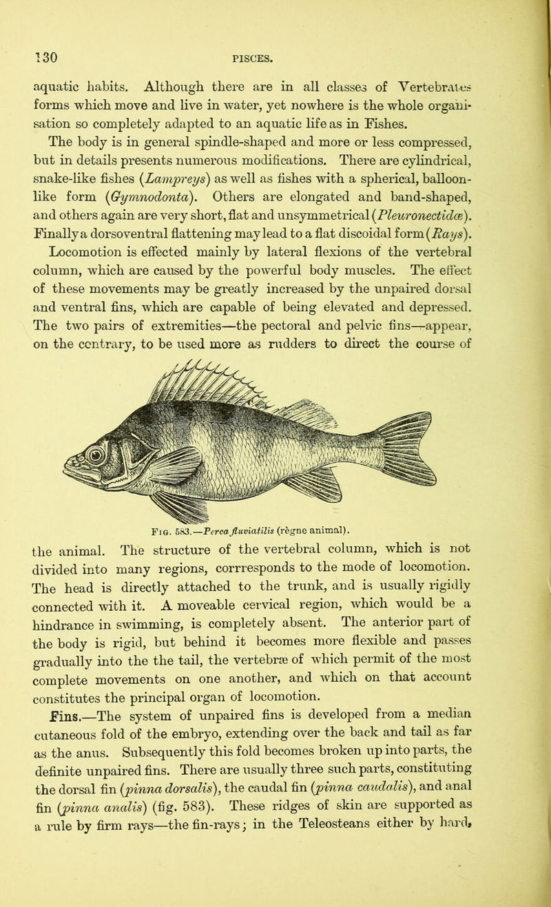 aquatic habits. Although there are in all classes of Vertebrates forms which move and live in water, yet nowhere is the whole organi- sation so completely adapted to an aquatic life as in Fishes. The body is in general spindle-shaped and more or less compressed, but in details presents numerous modifications. There are cylindrical, snake-like fishes (Lampreys) as well as fishes with a spherical, balloon- like form (Gymnodonta). Others are elongated and band-shaped, and others again are very short, flat and unsymmetrieal (Pleuronectidce). Finally a dorsoventral flattening may lead to a flat discoidal form (Rays). Locomotion is effected mainly by lateral flexions of the vertebral column, which are caused by the powerful body muscles. The effect of these movements may be greatly increased by the unpaired dorsal and ventral fins, which are capable of being elevated and depressed. The two pairs of extremities—the pectoral and pelvic fins—appear, on the contrary, to be used more as rudders to direct the course of Fig. 583.—Pereafluviatilis (regne animal). the animal. The structure of the vertebral column, which is not divided into many regions, corresponds to the mode of locomotion. The head is directly attached to the trunk, and is usually rigidly connected with it. A moveable cervical region, which would be a hindrance in swimming, is completely absent. The anterior part of the body is rigid, but behind it becomes more flexible and passes gradually into the the tail, the vertebrae of which permit of the most complete movements on one another, and which on that account constitutes the principal organ of locomotion. Fins.—The system of unpaired fins is developed from a median cutaneous fold of the embryo, extending over the back and tail as far as the anus. Subsequently this fold becomes broken up into parts, the definite unpaired fins. There are usually three such parts, constituting the dorsal fin (pinna dorsalis), the caudal fin (pinna caudalis), and anal fin (pinna analis) (fig* 583). These ridges of skin are supported as a rule by firm rays—the fin-rays; in the Teleosteans either by hard.