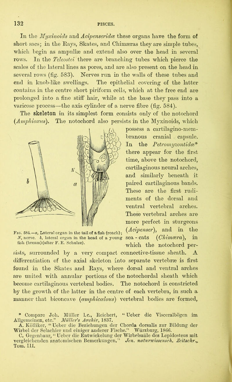 In the Myxinoids and Acipenseridce these organs have the form of short sacs; in the Kays, Skates, and Chimseras they are simple tubes, which begin as ampullae and extend also over the head in several rows. In the Teleostei there are branching tubes which pierce the scales of the lateral lines as pores, and are also present on the head in several rows (fig. 583). Nerves run in the walls of these tubes and end in knob-like swellings. The epithelial covering of the latter contains in the centre short piriform cells, which at the free end are prolonged into a fine stiff hair, while at the base they pass into a varicose process—the axis cylinder of a nerve fibre (fig. 584). The skeleton in its simplest form consists only of the notochord (Amphioxus). The notochord also persists in the Myxinoids, which possess a cartilagino-mem- branous cranial . capsule. In the Petromyzontidce* there appear for the first time, above the notochord, cartilaginous neural arches, and similarly beneath it paired cartilaginous bands. These are the first rudi- ments of the dorsal and ventral vertebral arches. These vertebral arches are more perfect in sturgeons (Acipenser), and in the sea - cats (Chimcera), in which the notochord per- sists, surrounded by a very compact connective-tissue sheath. A differentiation of the axial skeleton into separate vertebrae is first found in the Skates and Kays, where dorsal and ventral arches are united with annular portions of the notochordal sheath which become cartilaginous vertebral bodies. The notochord is constricted by the growth of the latter in the centre of each vertebra, in such a. manner that biconcave (ciniphicoelous) vertebral bodies are formed,. * Compare Joh. Müller l.c., Keichert, “ Ueber die Visceralbögen im Allgemeinen, etc.” Midler's Archiv, 1837. A. Kolliker, “ Ueber die Beziehungen der Chorda dorsalis zur Bildung der Wirbel der Selachier und einiger anderer Fische.” Würzburg, 1866. C. Gegenbaur, “ Ueber die Entwickelung der Wirbelsaüle des Lepidosteus mit. vergleichenden anatomischen Bemerkungen.” Jen. naturrvissensch. Zeit sehr. v Tom. III. Fig. 584.—a, Lateral organ in the tail of a fish (roach); N, nerve, b, lateral organ in the head of a young fish (bream) (after F. E. Schulze).