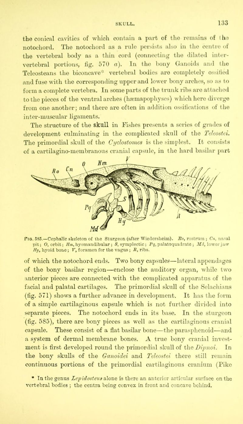 the conical cavities of which contain a part of the remains of 1 he notochord. The notochord as a rulo persists also in the centre of the vertebral body as a thin cord (connecting the dilated inter- vertebral portions, fig. 570 a). In the bony Ganoids and the Teleosteans the biconcave* vertebral bodies are completely ossified and fuse with the corresponding upper and lower bony arches, so as to form a complete vertebra. In some parts of the trunk ribs are attached to the pieces of the ventral arches (haemapophyses) which here diverge from one another; and there are often in addition ossifications of the inter-muscular ligaments. The structure of the skull in Fishes presents a series of grades of development culminating in the complicated skull of the Teleostei. The primordial skull of the Cyclostoines is the simplest. It consists of a cartilagino-meinbranous cranial capsule, in the hard basilar part Fig. 595.—Cephalic skeleton o£ the Sturgeon (after Wiedcrsheim). Ho, rostrum ; Cn, na*al pit; O, orbit; Hm, hyomandibular ; 8, symplectic; Pq, palatoquadrate ; .Ifi, lower jaw Hy, hyoid bone; V, foramen for the vagus ; 22, ribs. of which the notochord ends. Two bony capsules—lateral appendages of the bony basilar region—enclose the auditory organ, while two anterior pieces are connected with the complicated apparatus of the facial and palatal cartilages. The primordial skull of the Selachians (fig. 571) shows a further advance in development. It has the form of a simple cartilaginous capsule which is not further divided into separate pieces. The notochord ends in its base. In the sturgeon (fig. 5S5), there are bony pieces as well as the cartilaginous cranial capsule. These consist of a flat basilar bone—the parasphenoid—and a system of dermal membrane bones. A true bony cranial invest- ment is first developed round the primordial skull of the Dipnoi. In the bony skulls of the Gcinoidei and 1'eleostei there still remain continuous portions of the primordial cartilaginous cranium (Pike * In the genus Lepidosteus alone is there an anterior articular surface on the vertebral bodies ; the centra being convex in front and concave behind.