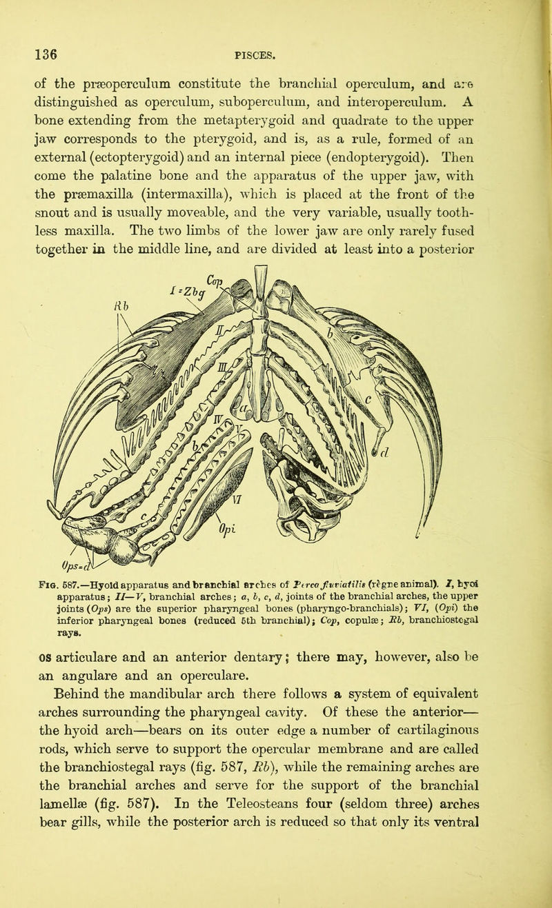 of the prseoperculum constitute the branchial operculum, and are distinguished as operculum, suboperculum, and interoperculum. A bone extending from the metapterygoid and quadrate to the upper jaw corresponds to the pterygoid, and is, as a rule, formed of an external (ectopterygoid) and an internal piece (endopterygoid). Then come the palatine bone and the apparatus of the upper jaw, with the prsemaxilla (intermaxilla), which is placed at the front of the snout and is usually moveable, and the very variable, usually tooth- less maxilla. The two limbs of the lower jaw are only rarely fused together in the middle line, and are divided at least into a posterior Fig. 687.—Hyoid apparatus and branchial arches of PtrcaJIvviaiilis (regne animal). I, byoi apparatus; II—V, branchial arches; a, b, c, d, joints of the branchial arches, the upper joints (Ops) are the superior pharyngeal bones (pharyngo-branchials); VI, (Opi) the inferior pharyngeal bones (reduced 6th branchial); Cop, copulse; Hb, branchiostcgal rays. OS articulare and an anterior dentary; there may, however, also be an angulare and an operculare. Behind the mandibular arch there follows a system of equivalent arches surrounding the pharyngeal cavity. Of these the anterior— the hyoid arch—bears on its outer edge a number of cartilaginous rods, which serve to support the opercular membrane and are called the branchiostegal rays (fig. 587, Rb), while the remaining arches are the branchial arches and serve for the support of the branchial lamellae (fig. 587). In the Teleosteans four (seldom three) arches bear gills, while the posterior arch is reduced so that only its ventral