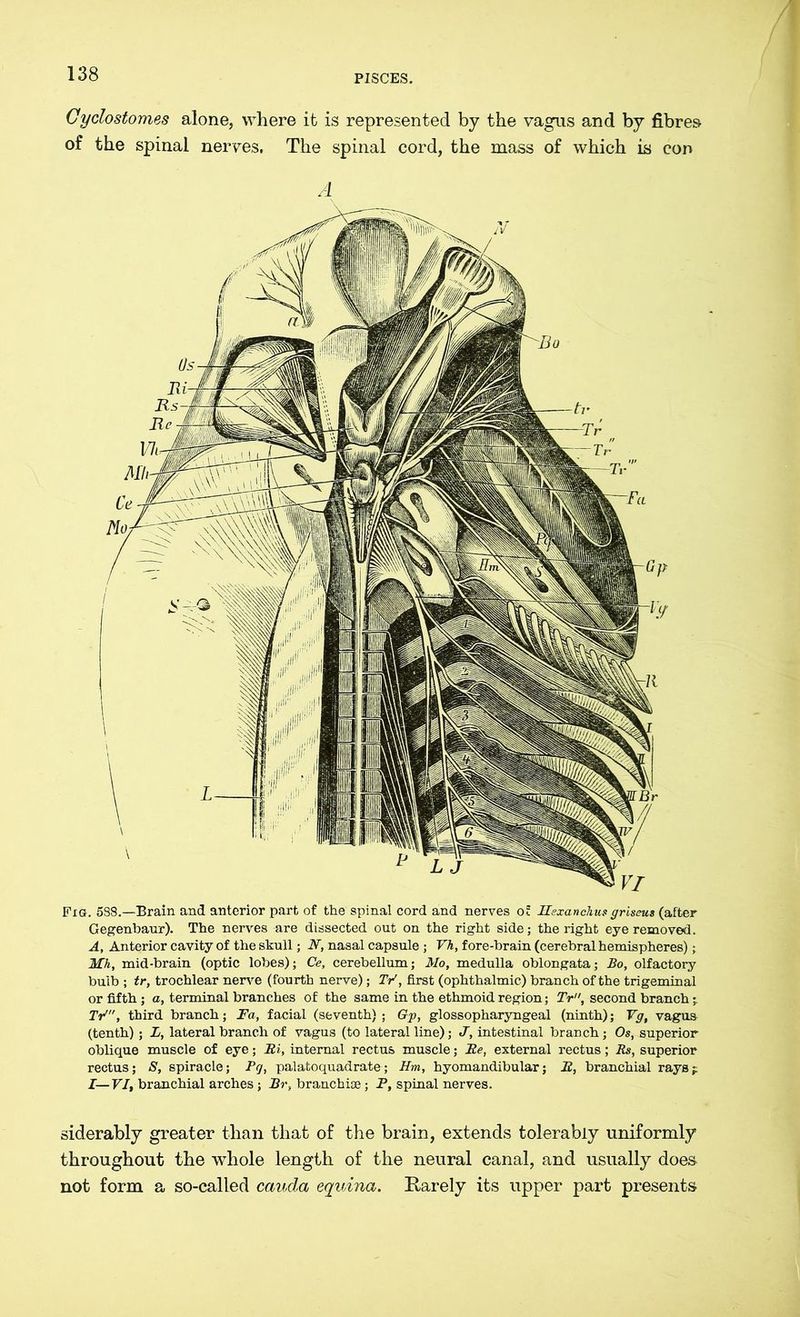 Cyclostomes alone, where it is represented by the vagus and by fibres of the spinal nerves. The spinal cord, the mass of which is con A Fig. 588.—Brain and anterior part of the spinal cord and nerves of Rexanclius griseus (after Gegenbaur). The nerves are dissected out on the right side; the right eye removed. A, Anterior cavity of the skull; IV, nasal capsule ; Vh, fore-brain (cerebral hemispheres); Mh, mid-brain (optic lobes); Ce, cerebellum; Mo, medulla oblongata; Bo, olfactory bulb ; tr, trochlear nerve (fourth nerve); Tr', first (ophthalmic) branch of the trigeminal or fifth ; a, terminal branches of the same in the ethmoid region; Tr, second branch;. Tr'”, third branch; Fa, facial (seventh) ; Gp, glossopharyngeal (ninth); Vg, vagus (tenth); L, lateral branch of vagus (to lateral line); J, intestinal branch; Os, superior oblique muscle of eye; Hi, internal rectus muscle; Be, external rectus; Rs, superior rectus; S, spiracle; Pg, palatoquadrate; Hm, hyomandibular; B, branchial rays-r I— VI, branchial arches; Br, branchiae; P, spinal nerves. siderably greater than that of the brain, extends tolerably uniformly throughout the whole length of the neural canal, and usually does not form a so-called cauda equina. Rarely its upper part presents