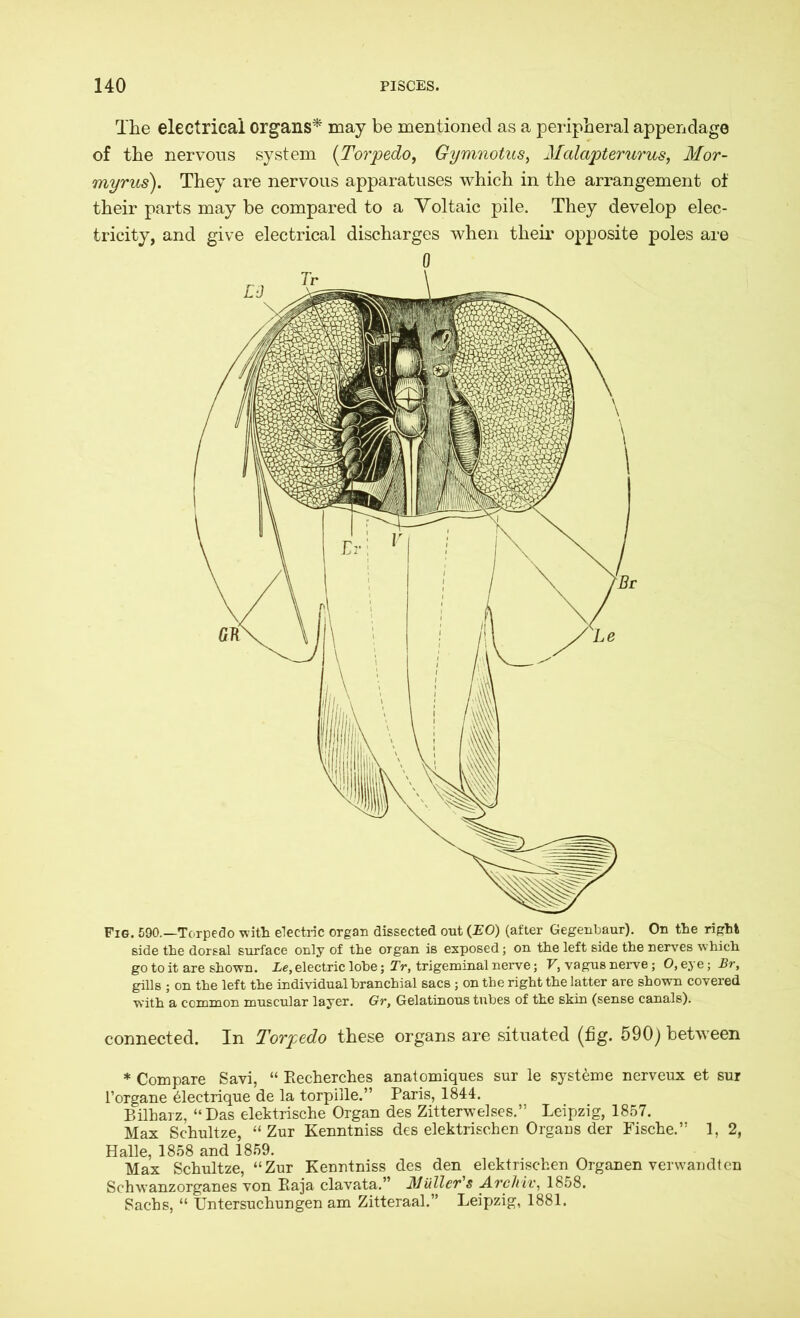 The electrical organs* may be mentioned as a peripheral appendage of the nervous system (Torpedo, Gymnotusy Malapterurus, Mor- myrus). They are nervous apparatuses which in the arrangement of their parts may be compared to a Voltaic pile. They develop elec- tricity, and give electrical discharges when their opposite poles are Fig. 590.—Torpedo with electric organ dissected out (EO) (after Gegenbaur). On the right side the dorsal surface only of the organ is exposed; on the left side the nerves which go to it are shown. Le, electric lobe; Tr, trigeminal nerve; V, vagus nerve; O, eye; Br, gills ; on the left the individual branchial sacs; on the right the latter are shown covered with a common muscular layer. Gr, Gelatinous tubes of the skin (sense canals). connected. In Torpedo these organs are situated (fig. 590) between * Compare Savi, “ Recherches anatomiques sur le Systeme nerveux et sur l’organe electrique de la torpille.” Paris, 1844. Bilharz, “Das elektrische Organ des Zitterwelses.” Leipzig, 1857. Max Schultze, “Zur Kenntniss des elektrischen Organs der Fische.” 1, 2, Halle, 1858 and 1859. Max Schultze, “Zur Kenntniss des den elektrischen Organen verwandten Schwanzorganes von Raja clavata.” Muller's Archiv, 1858. Sachs, “ Untersuchungen am Zitteraal.” Leipzig, 1881.