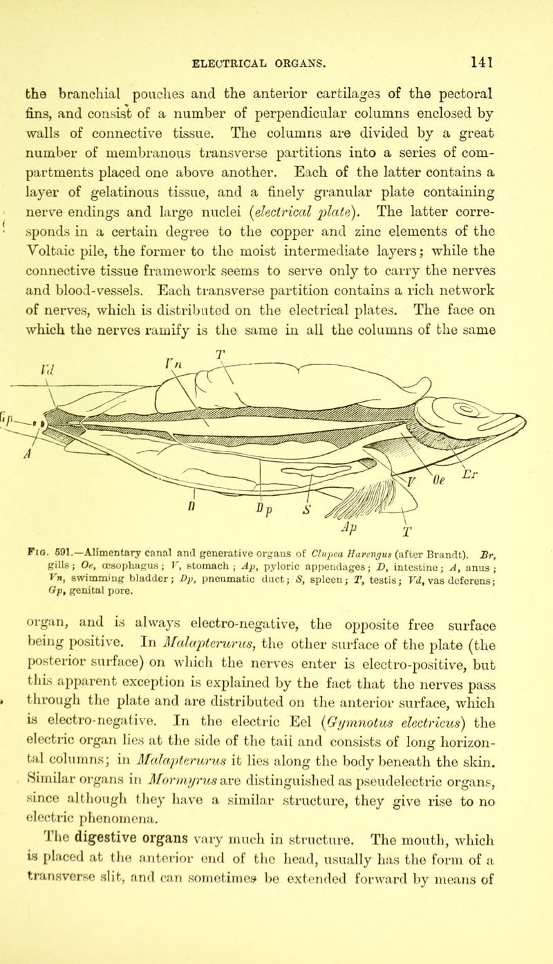 the branchial pouches and the anterior cartilages of the pectoral fins, and consist of a number of perpendicular columns enclosed by walls of connective tissue. The columns are divided by a great number of membranous transverse partitions into a series of com- partments placed one above another. Each of the latter contains a layer of gelatinous tissue, and a finely granular plate containing nerve endings and large nuclei (electrical plate). The latter corre- sponds in a certain degree to the copper and zinc elements of the Voltaic pile, the former to the moist intermediate layers; while the connective tissue framework seems to serve only to carry the nerves and blood-vessels. Each transverse partition contains a rich network of nerves, which is distributed on the electrical plates. The face on which the nerves ramify is the same in all the columns of the same Pig. 591.—Alimentary canal and generative organs of Clupea Harenjus (after Brandt). Br, gills; Oe, oesophagus; V, stomach; Ap, pyloric appendages; D, intestine; A, anus; Vn, swimming bladder; Dp, pneumatic duct; S, spleen; T, testis; Vd, vas deferens; Op, genital pore. organ, and is always electro-negative, the opposite free surface being positive. In Malapterurus, the other surface of the plate (the posterior surface) on which the nerves enter is electro-positive, but this apparent exception is explained by the fact that the nerves pass through the plate and are distributed on the anterior surface, which is electro-negative. In the electric Eel (Gymnotus electricus) the electric organ lies at the side of the taii and consists of long horizon- tal columns; in Malapterurus it lies along the body beneath the skin. Similar organs in Mormyrus are distinguished as pseudelectric organs, since although they have a similar structure, they give rise to no electric phenomena. The digestive organs vary much in structure. The mouth, which is placed at the anterior end of the head, usually has the form of a transverse slit, and can sometimes be extended forward by means of
