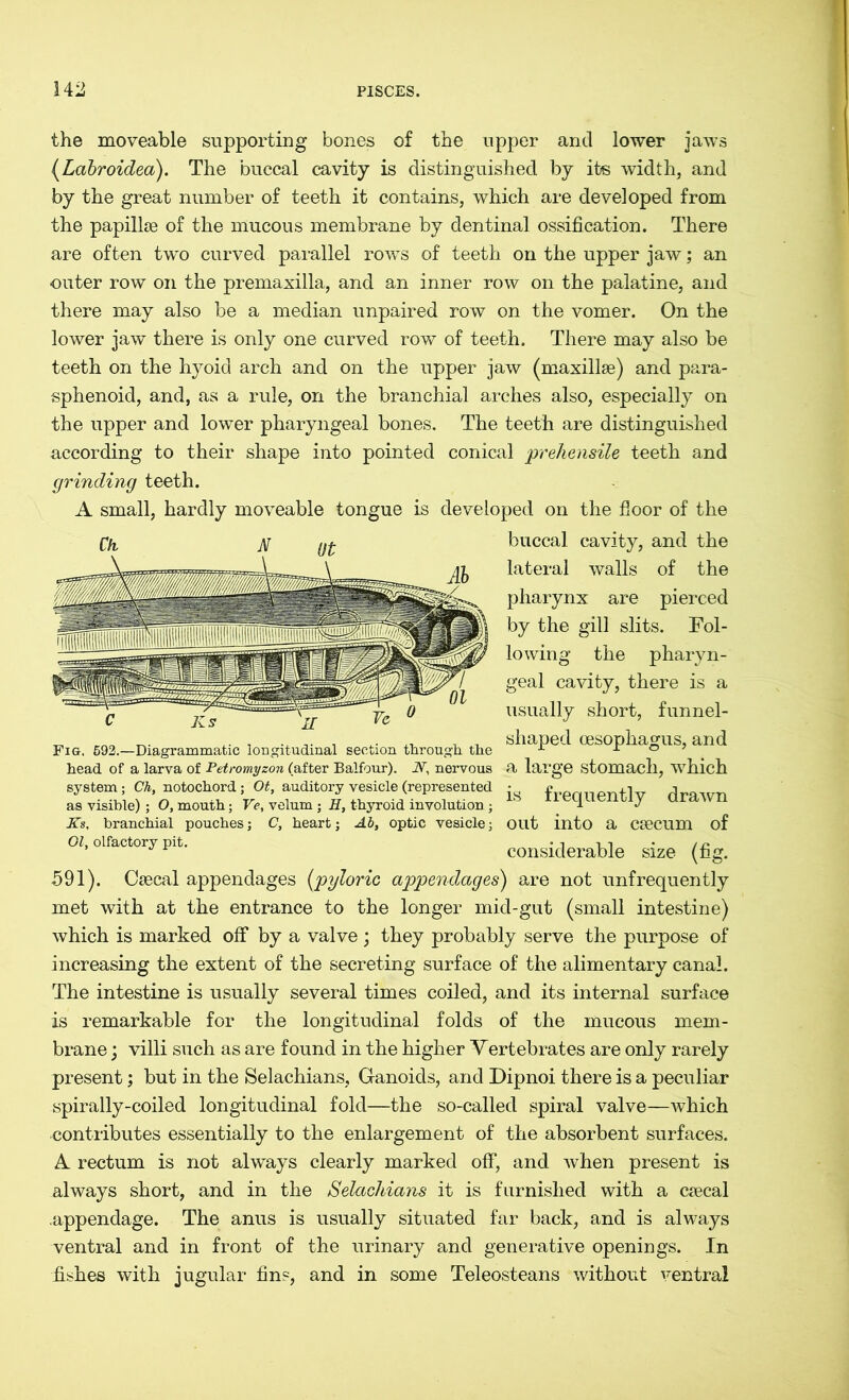 the moveable supporting bones of the upper and lower jaws (Labroidea). The buccal cavity is distinguished by its width, and by the great number of teeth it contains, which are developed from the papillae of the mucous membrane by dentinal ossification. There are often two curved parallel rows of teeth on the upper jaw; an outer row on the premaxilla, and an inner row on the palatine, and there may also be a median unpaired row on the vomer. On the lower jaw there is only one curved row of teeth. There may also be teeth on the hyoid arch and on the upper jaw (maxillae) and para- sphenoid, and, as a rule, on the branchial arches also, especially on the upper and lower pharyngeal bones. The teeth are distinguished according to their shape into pointed conical ‘prehensile teeth and grinding teeth. A small, hardly moveable tongue is developed on the floor of the buccal cavity, and the lateral walls of the pharynx are pierced by the gill slits. Fol- lowing the pharyn- geal cavity, there is a usually short, funnel- Fi„. 692.—Diagrammatic longitudinal section through the shaPed <ES0PhaSnS» and head of a larva of Petromyzon (after Balfour). 2V, nervous a large stomach, which system; Ch, notochord; Ot, auditory vesicle (represented • f j as visible) ; O, mouth; Ve, velum ; H, thyroid involution; i J Ks, branchial pouches; C, heart; Ab, optic vesicle; out into a caecum of 01, olfactory pit. • n -it • , n * considerable size (fig. 591). Caecal appendages {pyloric appendages) are not unfrequently met with at the entrance to the longer mid-gut (small intestine) which is marked off by a valve; they probably serve the purpose of increasing the extent of the secreting surface of the alimentary canal. The intestine is usually several times coiled, and its internal surface is remarkable for the longitudinal folds of the mucous mem- brane ; villi such as are found in the higher Vertebrates are only rarely present; but in the Selachians, Ganoids, and Dipnoi there is a peculiar spirally-coiled longitudinal fold—the so-called spiral valve—which contributes essentially to the enlargement of the absorbent surfaces. A rectum is not always clearly marked off, and when present is always short, and in the Selachians it is furnished with a caecal .appendage. The anus is usually situated far back, and is always ventral and in front of the urinary and generative openings. In fishes with jugular fins, and in some Teleosteans without ventral