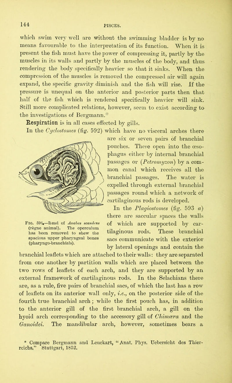 which swim very well are without the swimming bladder is by no means favourable to the interpretation of its function. When it is present the fish must have the powder of compressing it, partly by the muscles in its walls and partly by the muscles of the body, and thus rendering the body specifically heavier so that it sinks. When the compression of the muscles is removed the compressed air will again expand, the specific gravity diminish and the fish will rise. If the pressure is unequal on the anterior and posterior parts then that half of the fish which is rendered specifically heavier will sink. Still more complicated relations, however, seem to exist according to the investigations of Bergmann.'' Bespiration is in all cases effected by gills. In the Cyclostomes (fig. 592) which have no visceral arches there are six or seven pairs of branchial pouches. These open into the oeso- phagus either by internal branchial passages or (Petromyzon) by a com- mon canal which receives all the branchial passages. The water is expelled through external branchial passages round which a network of cartilaginous rods is developed. In the Plagiostomes (fig. 593 a) there are saccular spaces the walls of which are supported by car- tilaginous rods. These branchial sacs communicate with the exterior by lateral openings and contain the branchial leaflets which are attached to their walls: they are separated from one another by partition walls which are placed between the two rows of leaflets of each arch, and they are supported by an external framework of cartilaginous rods. In the Selachians there are, as a rule, five pairs of branchial sacs, of which the last has a row of leaflets on its anterior wall only, i.e., on the posterior side of the fourth true branchial arch; while the first pouch has, in addition to the anterior gill of the first branchial arch, a gill on the hyoid arch corresponding to the accessory gill of Chimcera and the Ganoidei. The mandibular arch, however, sometimes bears a * Compare Bergmann and Leuckart, “ Anat. Phys. Uebersicht des Thier- reichs.” Stuttgart, 1852. Fig. 59f,—Head of Anabas scandens (regne animal). The operculum has been removed to shew the spacious upper pharyngeal bones (pharyngo-branchials).