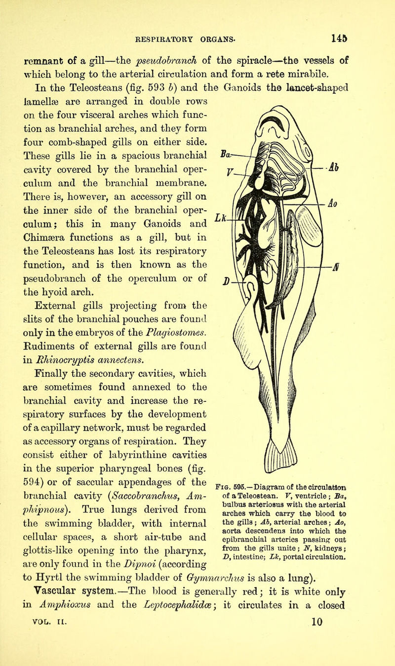 remnant of a gill—the pseudobranch of the spiracle—the vessels of which belong to the arterial circulation and form a rete mirabile. In the Teleosteans (fig. 593 b) and the Ganoids the lancet-shaped lamellae are arranged in double rows on the four visceral arches which func- tion as branchial arches, and they form four comb-shaped gills on either side. These gills lie in a spacious branchial cavity covered by the branchial oper- culum and the branchial membrane. There is, however, an accessory gill on the inner side of the branchial oper- culum ; this in many Ganoids and Chimsera functions as a gill, but in the Teleosteans has lost its respiratory function, and is then known as the pseudobranch of the operculum or of the hyoid arch. External gills projecting from the slits of the branchial pouches are found only in the embryos of the Plagiostomes. Rudiments of external gills are found in Rhinocryptis annectens. Finally the secondary cavities, which are sometimes found annexed to the branchial cavity and increase the re- spiratory surfaces by the development of a capillary network, must be regarded as accessory organs of respiration. They consist either of labyrinthine cavities in the superior pharyngeal bones (fig. 594) or of saccular appendages of the branchial cavity (Saccobranchus, Am- phipnous). True lungs derived from the swimming bladder, with internal cellular spaces, a short air-tube and glottis-like opening into the pharynx, are only found in the Dipnoi (according to Hyrtl the swimming bladder of Gymnarchus is also a lung). Vascular system.—The blood is generally red; it is white only in Amphioxus and the Leptocephalidce; it circulates in a closed 10 Fig. 595.—Diagram of the circulation of a Teleostean. V, ventricle ; Ba„ bulbus arteriosus with the arterial arches which carry the blood to the gills; Ab, arterial arches; Ao, aorta descendens into which the epibranchial arteries passing out from the gills unite; N, kidneys; D, intestine; Lie, portal circulation. VOL. II.