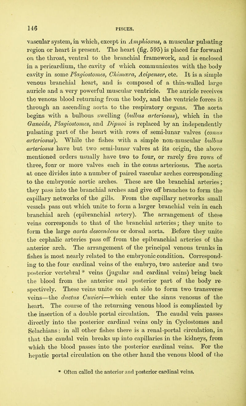 vascular system, in which, except in Amphioxus, a muscular pulsating region or heart is present. The heart (fig. 595) is placed far forward on the throat, ventral to the branchial framework, and is enclosed in a pericardium, the cavity of which communicates with the body cavity in some Plagiostomes, Chimwra, Acipenser, etc. It is a simple venous branchial heart, and is composed of a thin-walled large auricle and a very powerful muscular ventricle. The auricle receives the venous blood returning from the body, and the ventricle forces it through an ascending aorta to the respiratory organs. The aorta begins with a bulbous swelling (bulbus arteriosus), which in the Ganoids, Plagiostomes, and Dipnoi is replaced by an independently pulsating part of the heart with rows of semi-lunar valves (conus arteriosus). While the fishes with a simple non-muscular bulbus arteriosus have but two semi-lunar valves at its origin, the above mentioned orders usually have two to four, or rarely five rows of three, four or more valves each in the conus arteriosus. The aorta at once divides into a number of paired vascular arches corresponding to the embryonic aortic arches. These are the branchial arteries; they pass into the branchial arches and give off branches to form the capillary networks of the gills. From the capillary networks small vessels pass out which unite to form a larger branchial vein in each branchial arch (epibranchial artery). The arrangement of these veins corresponds to that of the branchial arteries; they unite to form the large aorta descendens or dorsal aorta. Before they unite the cephalic arteries pass off from the epibranchial arteries of the anterior arch. The arrangement of the principal venous trunks in fishes is most nearly related to the embryonic condition. Correspond- ing to the four cardinal veins of the embryo, two anterior and two posterior vertebral * veins (jugular and cardinal veins) bring back the blood from the anterior and posterior part of the body re- spectively. These veins unite on each side to form two transverse veins—the ductus Cuvieri—which enter the sinus venosus of the heart. The course of the returning venous blood is complicated by the insertion of a double portal circulation. The caudal vein passes directly into the posterior cardinal veins only in Cyclostomes and Selachians: in all other fishes there is a renal-portal circulation, in that the caudal vein breaks up into capillaries in the kidneys, from which the blood passes into the posterior cardinal veins. For the hepatic portal circulation on the other hand the venous blood of the Often called the anterior and posterior cardinal veins.
