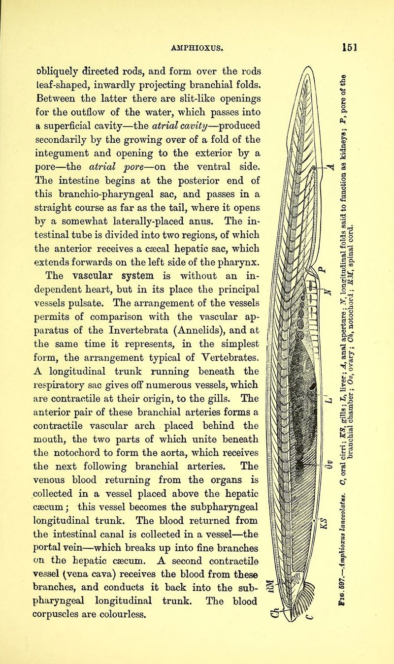 obliquely directed rods, and form over the rods Leaf-shaped, inwardly projecting branchial folds. Between the latter there are slit-like openings for the outflow of the water, which passes into a superficial cavity—the atrial cavity—produced secondarily by the growing over of a fold of the integument and opening to the exterior by a pore—the atrial 'pore—on the ventral side. The intestine begins at the posterior end of this branchio-pharyngeal sac, and passes in a straight course as far as the tail, where it opens by a somewhat laterally-placed anus. The in- testinal tube is divided into two regions, of which the anterior receives a caecal hepatic sac, which extends forwards on the left side of the pharynx. The vascular system is without an in- dependent heart, but in its place the principal vessels pulsate. The arrangement of the vessels permits of comparison with the vascular ap- paratus of the Invertebrata (Annelids), and at the same time it represents, in the simplest form, the arrangement typical of Vertebrates. A longitudinal trunk running beneath the respiratory sac gives off numerous vessels, which are contractile at their origin, to the gills. The anterior pair of these branchial arteries forms a contractile vascular arch placed behind the mouth, the two parts of which unite beneath the notochord to form the aorta, which receives the next following branchial arteries. The venous blood returning from the organs is collected in a vessel placed above the hepatic caecum; this vessel becomes the subpharyngeal longitudinal trunk. The blood returned from the intestinal canal is collected in a vessel—the portal vein—which breaks up into fine branches on the hepatic caecum. A second contractile vessel (vena cava) receives the blood from these branches, and conducts it back into the sub- pharyngeal longitudinal trunk. The blood corpuscles are colourless. branchial chamber; Oo, ovary; Ch, notochord ; RM, apinal cord.