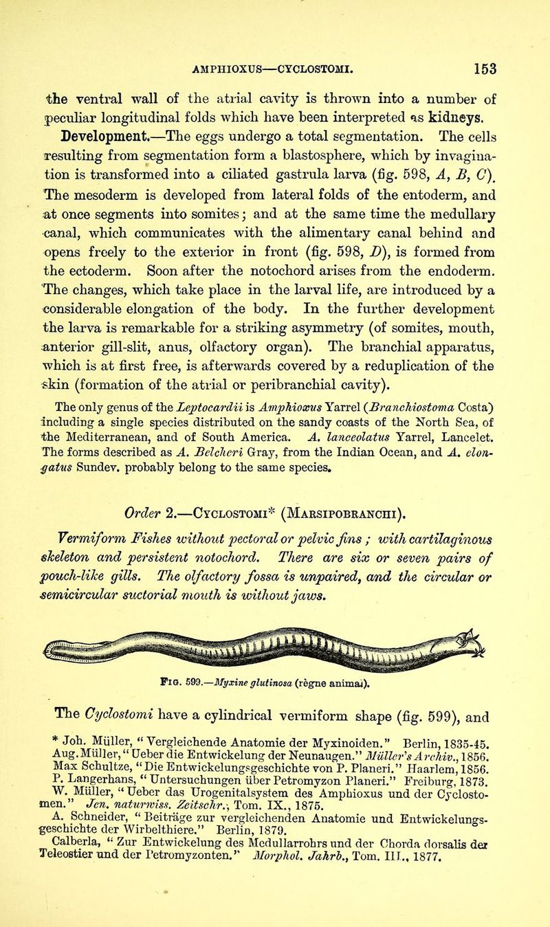 the ventral wall of the atrial cavity is thrown into a number of peculiar longitudinal folds which have been interpreted as kidneys. Development.—The eggs undergo a total segmentation. The cells resulting from segmentation form a blastosphere, which by invagina- tion is transformed into a ciliated gastrula larva (fig. 598, A, B, C). The mesoderm is developed from lateral folds of the entoderm, and at once segments into somites; and at the same time the medullary canal, which communicates with the alimentary canal behind and opens freely to the exterior in front (fig. 598, JD), is formed from the ectoderm. Soon after the notochord arises from the endoderm. The changes, which take place in the larval life, are introduced by a considerable elongation of the body. In the further development the larva is remarkable for a striking asymmetry (of somites, mouth, interior gill-slit, anus, olfactory organ). The branchial apparatus, which is at first free, is afterwards covered by a reduplication of the skin (formation of the atrial or peribranchial cavity). The only genus of the Leptocardii is Amphioxus Yarrel (BrancMostoma Costa) including a single species distributed on the sandy coasts of the North Sea, of the Mediterranean, and of South America. A. lanceolatus Yarrel, Lancelet. The forms described as A. Belcheri Gray, from the Indian Ocean, and A. elon- gatus Sundev. probably belong to the same species. Order 2.—Cyclostomi* (Marsipobranchi). Vermiform Fishes without pectoral or pelvic fins ; with cartilaginous skeleton and persistent notochord. There are six or seven pairs of pouch-like gills. The olfactory fossa is unpaired, and the circular or semicircular suctorial mouth is without jaws. Pig. 599.—Myxine glutinosa (regne animal). The Cyclostomi have a cylindrical vermiform shape (fig. 599), and * Joh. Müller, “ Vergleichende Anatomie der Myxinoiden.” Berlin, 1835-45. Aug. Müller, “ Ueber die Entwickelung der Neunaugen.” Muller's Archiv., 1856. Max Schultze, “Die Entwickelungsgeschichte von P. Pianeri.” Haarlem, 1856. P. Langerhans, “ Untersuchungen über Petromyzon Planeri.” Freiburg, 1873. W. Müller, “ Ueber das Urogenitalsystem des Amphioxus und der Cyclosto- men.” Jen. naturwiss. Zeit sehr.-, Tom. IX., 1875. A. Schneider, “ Beiträge zur vergleichenden Anatomie und Entwickelungs- geschichte der Wirbelthiere.” Berlin, 1879. Calberla, “ Zur Entwickelung des Mcdullarrohrs und der Chorda dorsalis der Teleostier und der I’etromyzonten.*’ Morphol. Jahrh., Tom. III., 1877.
