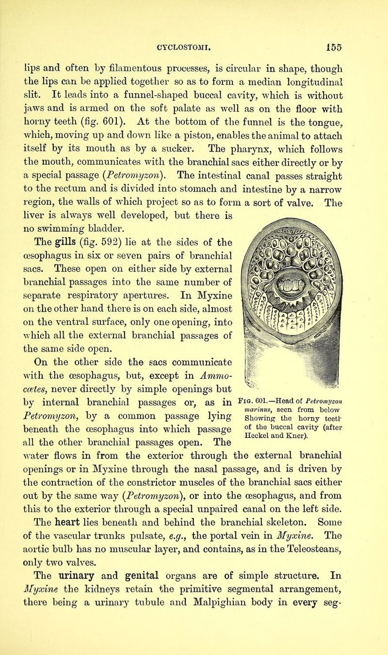 lips and often by filamentous processes, is circular in shape, though the lips can be applied together so as to form a median longitudinal slit. It leads into a funnel-shaped buccal cavity, which is without jaws and is armed on the soft palate as well as on the floor with horny teeth (fig. 601). At the bottom of the funnel is the tongue, which, moving up and down like a piston, enables the animal to attach itself by its mouth as by a sucker. The pharynx, which follows the mouth, communicates with the branchial sacs either directly or by a special passage (Petromyzon). The intestinal canal passes straight to the rectum and is divided into stomach and intestine by a narrow region, the walls of which project so as to form a sort of valve. The liver is always well developed, but there is no swimming bladder. The gills (fig. 592) lie at the sides of the oesophagus in six or seven pairs of branchial sacs. These open on either side by external branchial passages into the same number of separate respiratory apertures. In Myxine on the other hand there is on each side, almost on the ventral surface, only one opening, into which all the external branchial passages of the same side open. On the other side the sacs communicate with the oesophagus, but, except in Ammo- ccetes, never directly by simple openings but by internal branchial passages or, as in FlG- eoi.—Head or Petromyzon marinus, seen from below Petromyzon, by a common passage lying showing the horny teeth beneath the oesophagus into which passage of the buccal cavitY (after all the other branchial passages open. The water flows in from the exterior through the external branchial openings or in Myxine through the nasal passage, and is driven by the contraction of the constrictor muscles of the branchial sacs either out by the same way (Petromyzon), or into the oesophagus, and from this to the exterior through a special unpaired canal on the left side. The heart lies beneath and behind the branchial skeleton. Some of the vascular trunks pulsate, e.g., the portal vein in Myxine. The aortic bulb has no muscular layer, and contains, as in the Teleosteans, only two valves. The urinary and genital organs are of simple structure. In Myxine the kidneys retain the primitive segmental arrangement, there being a urinary tubule and Malpighian body in every seg-