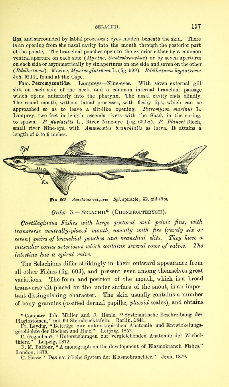 lips, and surrounded by labial processes ; eyes hidden beneath the skin. There is an opening from the nasal cavity into the mouth through the posterior part of the palate. The branchial pouches open to the exterior either by a common ventral aperture on each side (Myxine, Gastrobranchus) or by seven apertures on each side or asymmetrically by six apertures on one side and seven on the other (Bdellostoma). Marine. Myxine glut inosa L. (fig. 599). Bdellostoma heptatrema Joh. Müll., found at the Cape. Fam. Petromyzontidae. Lampreys—Nine-eyes. With seven external gill slits on each side of the neck, and a common internal branchial passage which opens anteriorly into the pharynx. The nasal cavity ends blindly The round mouth, without labial processes, with fleshy lips, which can be approached so as to leave a slit-like opening. Petromyzon marinus L. Lamprey, two feet in length, ascends rivers with the Shad, in the spring, to spawn. P. fluviatilis L., River Nine-eye (fig. 602 a). P. Planeri Bloch, small river Nine-eye, with Ammoccetes branckialis as larva. It attains a length of 5 to 6 inches. Order 3.— Selachii* (Chondropterygii). Cartilaginous Fishes with large pectoral and pelvic fins, with transverse ventrally-placed mouth, usually with five (;rarely six or seven) pairs of branchial pouches and branchial slits. They have a muscular conus arteriosus which contains several rows of valves. The intestine has a spiral valve. The Selachians differ strikingly in their outward appearance from all other Fishes (fig. 603), and present even among themselves great variations. The form and position of the mouth, which is a broad transverse slit placed on the under surface of the snout, is an impor- tant distinguishing character. The skin usually contains a number of bony granules (ossified dermal papillae, placoid scales), and obtains * Compare Joh. Müller and J. Henle, “ Systematische Beschreibung der Plagiostomen,” mit 60 Steindrucktafeln. Berlin, 1841. Fr. Leydig, “ Beiträge zur mikroskopischen Anatomie und Entwickelungs- geschichte der Rochen und Haie.” Leipzig, 1852. C. Gegenbaur, “ Untersuchungen zur vergleichenden Anatomie der Wirbel- thiere.” Leipzig, 1872. . F. M. Balfour, “ A monograph on the development of Elasmobranch Fishes.* London, 1878. C. Hasse, “ Das natürliche System der Elasmobranchier.” Jena, 1870.