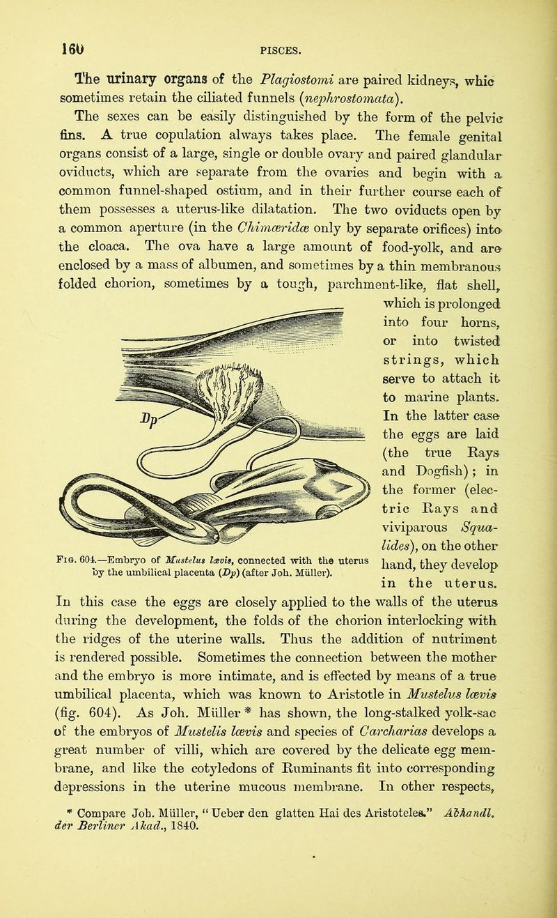 The urinary organs of the Plagiostomi are paired kidneys, whic sometimes retain the ciliated funnels (nephrostomata). The sexes can be easily distinguished by the form of the pelvic fins. A true copulation always takes place. The female genital organs consist of a large, single or double ovary and paired glandular oviducts, which are separate from the ovaries and begin with a common funnel-shaped ostium, and in their further course each of them possesses a uterus-like dilatation. The two oviducts open by a common aperture (in the Chimceridce only by separate orifices) into the cloaca. The ova have a large amount of food-yolk, and are enclosed by a mass of albumen, and sometimes by a thin membranous folded chorion, sometimes by a tough, parchment-like, flat shell, which is prolonged into four horns, or into twisted strings, which serve to attach it to marine plants. In the latter case the eggs are laid (the true Kays and Dogfish); in the former (elec- tric Kays and viviparous Squa- lides), on the other hand, they develop in the uterus. In this case the eggs are closely applied to the walls of the uterus during the development, the folds of the chorion interlocking with the ridges of the uterine walls. Thus the addition of nutriment is rendered possible. Sometimes the connection between the mother and the embryo is more intimate, and is effected by means of a true umbilical placenta, which was known to Aristotle in Mustelus Icevis (fig. 604). As Joh. Müller * has shown, the long-stalked yolk-sac of the embryos of Mustelis Icevis and species of Carcharias develops a great number of villi, which are covered by the delicate egg mem- brane, and like the cotyledons of Kuminants fit into corresponding depressions in the uterine mucous membrane. In other respects, * Compare Job. Müller, “ Ueber den glatten Hai des Aristoteles.” Äbhandl. der Berliner Akad1840. Fig. 604.—Embryo of Mastelm Icevis, connected with the uterus by the umbilical placenta (Dp) (after Joh. Müller).