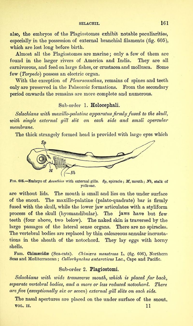 also, the embryos of the Plagiostomes exhibit notable peculiarities, especially in the possession of external branchial filaments (fig. 605), which are lost long before birth. Almost all the Plagiostomes are marine; only a few of them are found in the larger rivers of America and India. They are all carnivorous, and feed on large fishes, or Crustacea and mollusca. Some few (Torpedo) possess an electric organ. With the exception of Fleur acanthus, remains of spines and teeth only are preserved in the Palaeozoic formations. From the secondary period onwards the remains are more complete and numerous. Sub-order 1. Holocephali. Selachians with maxillo-palatine apparatus firmly fused to the skull, with single external gill slit on each side and small opercular membrane. The thick strangely formed head is provided with large eyes which Fig. 605.—Embryo of Acanthias with external gills. Sp, spiracle ; If, mouth; Nb, stalk of yolk-sac. are without lids. The mouth is small and lies on the under surface of the snout. The maxillo-palatine (palato-quadrate) bar is firmly fused with the skull, while the lower jaw articulates with a styliform process of the skull (hyomandibular). The jaws have but few teeth (four above, two below). The naked skin is traversed by the large passages of the lateral sense organs. There are no spiracles. The vertebral bodies are replaced by thin calcareous annular incrusta- tions in the sheath of the notochord. They lay eggs with horny shells. Fam. Chimaeridae (Sea-cats). Chimcera monstrosa L. (fig. 606), Northern Seas and Mediterranean ; Callorhynchus antarcticus Lac., Cape and Pacific. Sub-order 2. Plagiostomi. Selachians with wide transverse mouth, which is placed far back, separate vertebral bodies, and a more or less reduced notochord. There are five (exceptionally six or seven) external gill slits on each side. The nasal apertures are placed on the under surface of the snout, VOL. ii. 11
