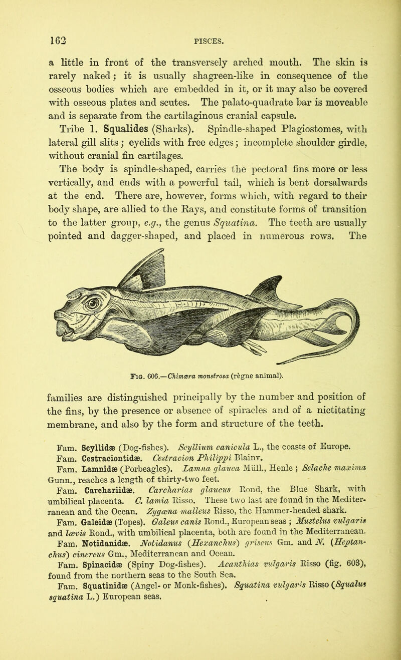 a little in front of the transversely arched mouth. The skin is rarely naked; it is usually shagreen-like in consequence of the osseous bodies which are embedded in it, or it may also be covered with osseous plates and scutes. The palato-quadrate bar is moveable and is separate from the cartilaginous cranial capsule. Tribe 1. Squalides (Sharks). Spindle-shaped Plagiostomes, with lateral gill slits; eyelids with free edges; incomplete shoulder girdle, without cranial fin cartilages. The body is spindle-shaped, carries the pectoral fins more or less vertically, and ends with a powerful tail, which is bent dorsalwards at the end. There are, however, forms which, with regard to their body shape, are allied to the Rays, and constitute forms of transition to the latter group, e.g., the genus Squatina. The teeth are usually pointed and dagger-shaped, and placed in numerous rows. The Fig. 606.—Chimcera monstrosa (regne animal). families are distinguished principally by the number and position of the fins, by the presence or absence of spiracles and of a nictitating membrane, and also by the form and structure of the teeth. Fam. Scyllidae (Dog-fishes). Scyllium canicula L., the coasts of Europe. Fam. Cestraciontidae. Cestracion Philippi Blainv. Fam. Lamnidae (Porbeagles). Lamna glauca Müll., Henle ; Selache maxima Gunn., reaches a length of thirty-two feet. Fam. Carchariidae. Carcharias glaucus Eond, the Blue Shark, with umbilical placenta. C. lamia Eisso. These two last are found in the Mediter- ranean and the Ocean. Zygcena malleus Eisso, the Hammer-headed shark. Fam. Galeidae (Topes). Galeus canis Eond., European seas ; Mustelus vulgar is and Icevis Eond., with umbilical placenta, both are found in the Mediterranean. Fam. Notidanidae. Notidanus (Hexanehus) griseus Gm. and iV. (Heptan- chus') cinereus Gm., Mediterranean and Ocean. Fam. Spinacidae (Spiny Dog-fishes). Acanthias vulgaris Eisso (fig. 603), found from the northern seas to the South Sea. Fam. Squatinidae (Angel- or Monk-fishes). Squatina vulgaris Eisso (Squalui squatina L.) European seas.