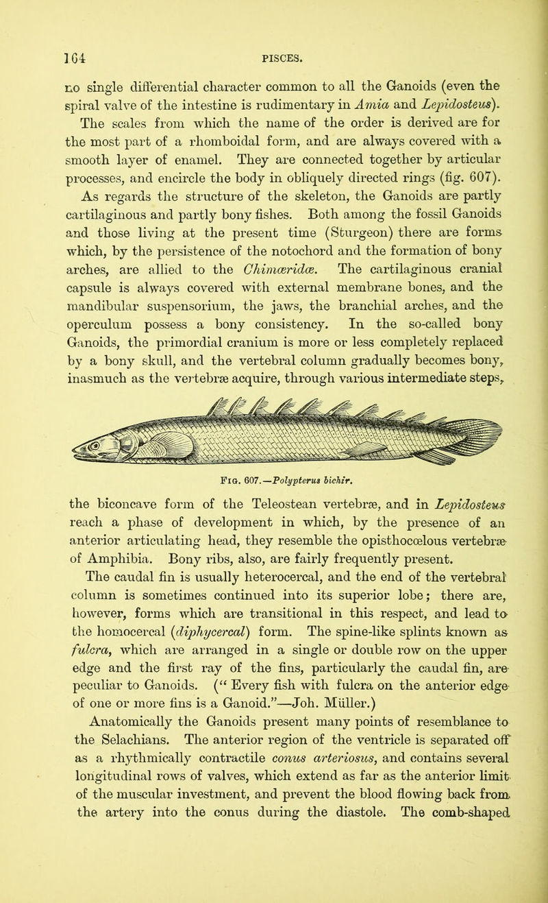 no single differential character common to all the Ganoids (even the spiral valve of the intestine is rudimentary in Amia and Lepidosteus). The scales from which the name of the order is derived are for the most part of a rhomboidal form, and are always covered with a smooth layer of enamel. They are connected together by articular processes, and encircle the body in obliquely directed rings (fig. 607). As regards the structure of the skeleton, the Ganoids are partly cartilaginous and partly bony fishes. Both among the fossil Ganoids and those living at the present time (Sturgeon) there are forms which, by the persistence of the notochord and the formation of bony arches, are allied to the Chimceridce. The cartilaginous cranial capsule is always covered with external membrane bones, and the mandibular Suspensorium, the jaws, the branchial arches, and the operculum possess a bony consistency. In the so-called bony Ganoids, the primordial cranium is more or less completely replaced by a bony skull, and the vertebral column gradually becomes bony, inasmuch as the vertebrae acquire, through various intermediate steps. Fia. 607.—Polypterus bichir. the biconcave form of the Teleostean vertebrae, and in Lepidosteus reach a phase of development in which, by the presence of an anterior articulating head, they resemble the opisthoccelous vertebrae of Amphibia. Bony ribs, also, are fairly frequently present. The caudal fin is usually heterocercal, and the end of the vertebral' column is sometimes continued into its superior lobe; there are, however, forms which are transitional in this respect, and lead to the homocercal (diphycercal) form. The spine-like splints known as fulcra, which are arranged in a single or double row on the upper edge and the first ray of the fins, particularly the caudal fin, are peculiar to Ganoids. (“ Every fish with fulcra on the anterior edge of one or more fins is a Ganoid.”—Joh. Miiller.) Anatomically the Ganoids present many points of resemblance to the Selachians. The anterior region of the ventricle is separated off as a rhythmically contractile conus arteriosus, and contains several longitudinal rows of valves, which extend as far as the anterior limit of the muscular investment, and prevent the blood flowing back from the artery into the conus during the diastole. The comb-shaped