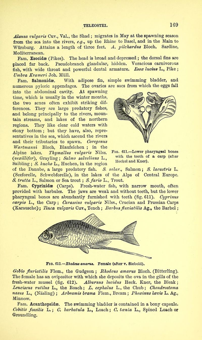 Alavsa vulgaris Cuv., Val., the Shad ; migrates in May at the spawning season from the sea into the rivers, c.g.y np the Rhine to Basel, and in the Main to Wiirzburg. Attains a length of three feet. A. pilchardus Bloch. Sardine, Mediterranean. Fam. Esocidae (Pikes). The head is broad and depressed ; the dorsal fins are placed far back. Pseudobranch glandular, hidden. Voracious carnivorous fish, with wide throat and powerful dental armature. Esox lucius L., Pike ; Umbra Krameri Joh. Müll. Fam. Salmonidae. With adipose fin, simple swimming bladder, and numerous pyloric appendages. The ovaries are sacs from which the eggs fall into the abdominal cavity. At spawning time, which is usually in the winter months, the two sexes often exhibit striking dif- ferences. They are large predatory fishes, and belong principally to the rivers, moun- tain streams, and lakes of the northern regions. They like clear cold waters with «tony bottom ; but they have, also, repre- sentatives in the sea, which ascend the rivers and their tributaries to spawn. Coregonus Wartmanni Bloch, Blaufelchen ; in the Alpine lakes. Thymallus vulgaris Nilss. <'vexillifer), Grayling; Salmo salvelinus L., Saibling ; S. hucho L., Huchen, in the region of the Danube, a large predatory fish. S. salar., Salmon; S. lacustris L. (Seeforelle, Schwebforelle), in the lakes of the Alps of Central Europe. S. trutta L., Salmon or Sea trout; S. fario L., Trout. Fam. Cyprinidae (Carps). Fresh-water fish, with narrow mouth, often provided with barbules. The jaws are weak and without teeth, but the lower pharyngeal bones are abundantly furnished with teeth (fig. 611). Cyprinus earpio L., the Carp ; Carassius vulgaris Nilss., Crucian and Prussian Carps (Karausche) $ Tinea vulgaris Cuv., Tench ; Barbus fluviatilis Ag., the Barbel; Fig. 612.— Rhodeus amarus. Female (after v. Siebold). •Gobio fluriatilis Flem., the Gudgeon ; Rhodeus amarus Bloch. (Bitterling). The female has an ovipositor with which she deposits the ova in the gills of the fresh-water mussel (fig. 612). Alburnus lucidus Heck. Kner, the Bleak; Leuciscus rutilus L., the Roach; L. cephalus L., the Chub; Chondrostoma nasus L., (Näsling) ; Arbramis brama Flem., Bream ; Phoxinus Icevis L. Ag., Minnow. Fam. Acanthopsidse. The swimming bladder is contained in a bony capsule. Cobitis fossilis L.; C. barbatula L., Loach; C, tcenia L., Spined Loach or Groundling. Fig. 611.—Lower pharyngeal bones with the teeth of a carp (after Heckel and Kner).