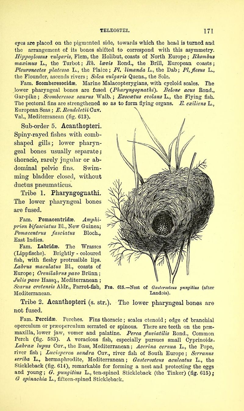eyes are placed on the pigmented side, towards which the head is turned and the arrangement of its hones shifted to correspond with this asymmetry. Hippoglossus vulgaris, Flem, the Holibut, coasts of North Europe; Rhombus maximus L., the Turbot; Rh. Icevis Rond., the Brill, European coasts; Pleuronectes platessa L., the Plaice; PI. limanda L., the Dab; Pl.flesus L., the Flounder, ascends rivers ; Solea vulgaris Quens., the Sole. Fam. Scomberesocidee. Marine Malacopterygians, with cycloid scales. The lower pharyngeal bones are fused (Pliaryngognathi). Betone acus Rond., Gar-pike; Scomberesox saurus Walb.; Exoecetus evolans L., the Flying fish. The pectoral fins are strengthened so as to form flying organs. E. exit tens L., European Seas ; E. Rondeletii Cuv. Val., Mediterranean (fig. 613). Sub-order 5. Acanthopteri. Spiny-rayed fishes with comb- shaped gills; lower pharyn- geal bones usually separate; thoracic, rarely jugular or ab- dominal pelvic fins. Swim- ming bladder closed, without ductus pneumaticus. Tribe 1. Pharyngognathi. The lower pharyngeal bones are fused. Fam. Pomacentridse. Amphi- prion bifasciatus BL, New Guinea; Pomacentrus fasciatus Bloch., East Indies. Fam. Labridse. The Wrasses (Lippfische). Brightly - coloured fish, with fleshy protrusible lips. Labrus maeulatus Bl., coasts of Europe; Crenilabruspavo Brünn; Julis pavo Hassq., Mediterranean ; Scarus cretensis Aldr., Parrot-fish, Fig. 615.—Nest of Gasterosteu« pungitius (after Mediterranean. Landois). Tribe 2. Acanthopteri (s. str.). The lower pharyngeal bones are not fused. Fam. Percidse. Perches. Fins thoracic ; scales ctenoid; edge of branchial operculum or prasoperculum serrated or spinous. There are teeth on the prse- maxilla, lower jaw, vomer and palatine. Perea fluviatilis Rond., Common Perch (fig. 583). A voracious fish, especially pursues small Cyprinoids. Labrax lupus Cuv., the Bass, Mediterranean; Acerina cernua L., the Pope, river fish ; Lucioperca sandra Cuv., river fish of South Europe; Serranus scriba L., hermaphrodite, Mediterranean; Gasterosteus aculeatus L., the Stickleback (fig. 614), remarkable for forming a nest and protecting the eggs and young; G. pungitius L., ten-spined Stickleback (the Tinker) (fig. 615) ; G spinachia L., fifteen-spined Stickleback.