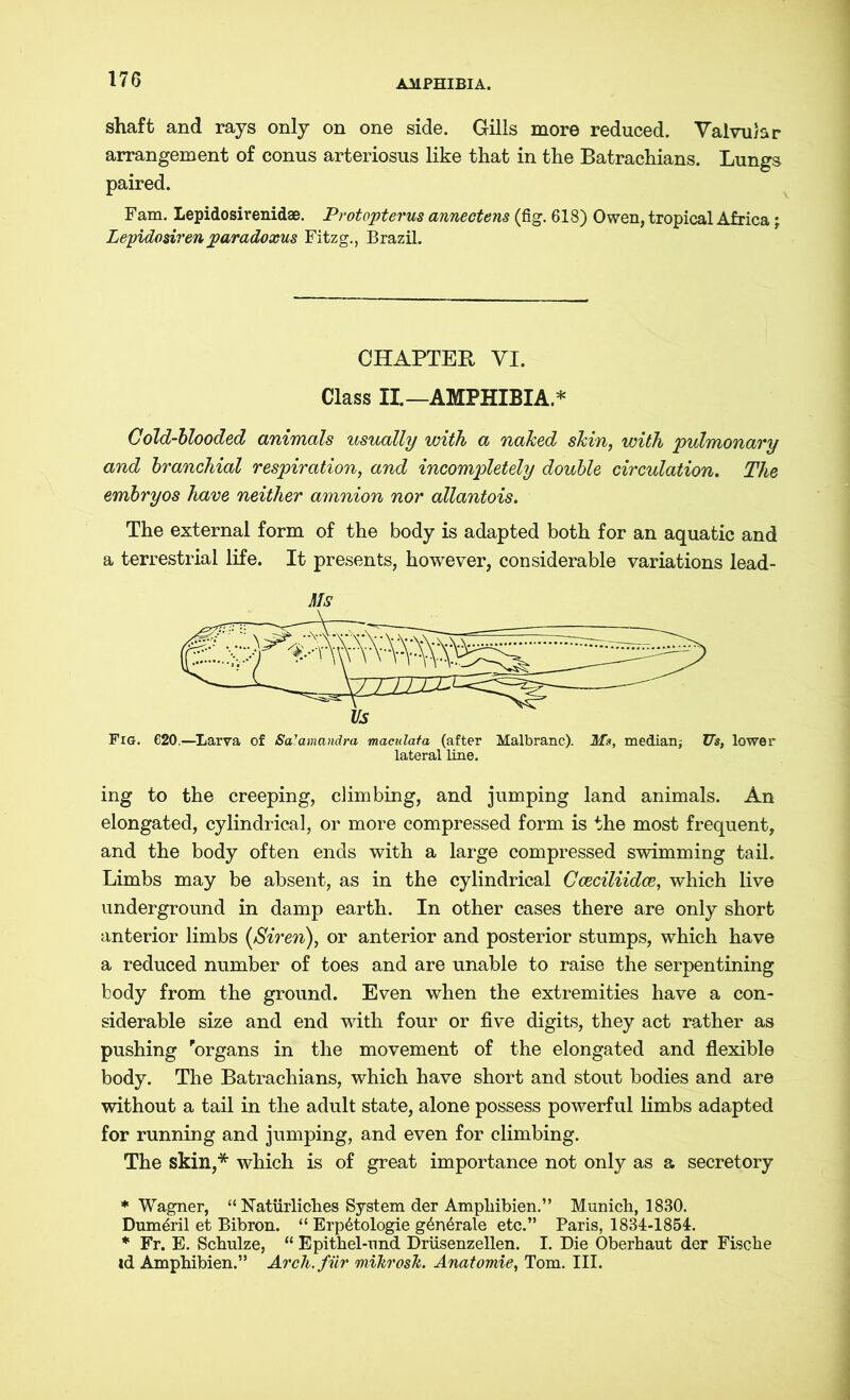 shaft and rays only on one side. Gills more reduced. Valvular arrangement of conus arteriosus like that in the Batrachians. Lungs paired. Fam. Lepidosirenidae. Protopterus annectens (fig. 618) Owen, tropical Africa; Lepidosiren paradoxus Fitzg., Brazil. CHAPTER, VI. Class II.—AMPHIBIA.* Cold-blooded animals usually with a naked skin, with pulmonary and branchial respiration, and incompletely double circulation. The embryos have neither amnion nor allantois. The external form of the body is adapted both for an aquatic and a terrestrial life. It presents, however, considerable variations lead- Ms Fig. 620.—Larva of SaJamandra maculata (after Malbranc). Ms, median; Us, lower lateral line. ing to the creeping, climbing, and jumping land animals. An elongated, cylindrical, or more compressed form is the most frequent, and the body often ends with a large compressed swimming tail. Limbs may be absent, as in the cylindrical Cceciliidce, which live underground in damp earth. In other cases there are only short anterior limbs (Siren), or anterior and posterior stumps, which have a reduced number of toes and are unable to raise the serpentining body from the ground. Even when the extremities have a con- siderable size and end with four or five digits, they act rather as pushing porgans in the movement of the elongated and flexible body. The Batrachians, which have short and stout bodies and are without a tail in the adult state, alone possess powerful limbs adapted for running and jumping, and even for climbing. The skin,* which is of great importance not only as a secretory ♦Wagner, “ Natürliches System der Ampkibien.” Munich, 1830. Dmn&il et Bibron. “ Erp6tologie g6n6rale etc.” Paris, 1834-1854. * Fr. E. Schulze, “ Epithel-und Drüsenzellen. I. Die Oberhaut der Fische id Amphibien.” Arch, für mihrosh. Anatomie, Tom. III.