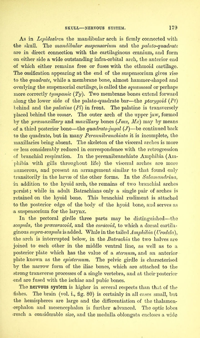 As in Lepidosiren the mandibular arch is firmly connected with the skull. The mandibular Suspensorium and the palato-quadrate are in direct connection with the cartilaginous cranium, and form on either side a wide outstanding infra-orbital arch, the anterior end of which either remains free or fuses with the ethmoid cartilage. The ossification appearing at the end of the Suspensorium gives rise to the quadrate, while a membrane bone, almost hammer-shaped and overlying the suspensorial cartilage, is called the squamosal or perhaps more correctly tympanic (Ty). Two membrane bones extend forward along the lower side of the palato-quadrate bar—the pterygoid (Ft) behind and the palatine (FI) in front. The palatine is transversely placed behind the vomer. The outer arch of the upper jaw, formed by the prcemaxillary and maxillary bones (Jmx, Mx) may by means of a third posterior bone—the quadrato-jugal (J)—be continued back to the quadrate, but in many Perennibranchiata it is incomplete, the maxillaries being absent. The skeleton of the visceral arches is more or less considerably reduced in correspondence with the retrogression of branchial respiration. In the perennibranchiate Amphibia ( Am- phibia with gills throughout life) the visceral arches are more numerous, and present an arrangement similar to that found only transitorily in the larvae of the other forms. In the JS'alamandrina, in addition to the hyoid arch, the remains of two branchial arches persist; while in adult Batrachians only a single pair of arches is retained on the hyoid bone. This branchial rudiment is attached to the posterior edge of the body of the hyoid bone, and serves as a Suspensorium for the larynx. In the pectoral girdle three parts may be distinguished—the scapula, the prcecoracoid, and the coracoid, to which a dorsal cartila- ginous supra-scapula is added. While in the tailed Amphibia (Urodela), the arch is interrupted below, in the Batrachia the two halves are joined to each other in the middle ventral line, as well as to a posterior plate which has the value of a sternum, and an anterior plate known as the episternum. The pelvic girdle is characterised by the narrow form of the iliac bones, which are attached to the strong transverse processes of a single vertebra, and at their posterior end are fused with the ischiac and pubic bones. The nervous system is higher in several respects than that of the fishes. The brain (vol. i., fig. 80) is certainly in all cases small, but the hemispheres are large and the differentiation of the thalamen- cephalon and mesencephalon is further advanced. The optic lobes »reach a considerable size, and the medulla oblongata encloses a wide
