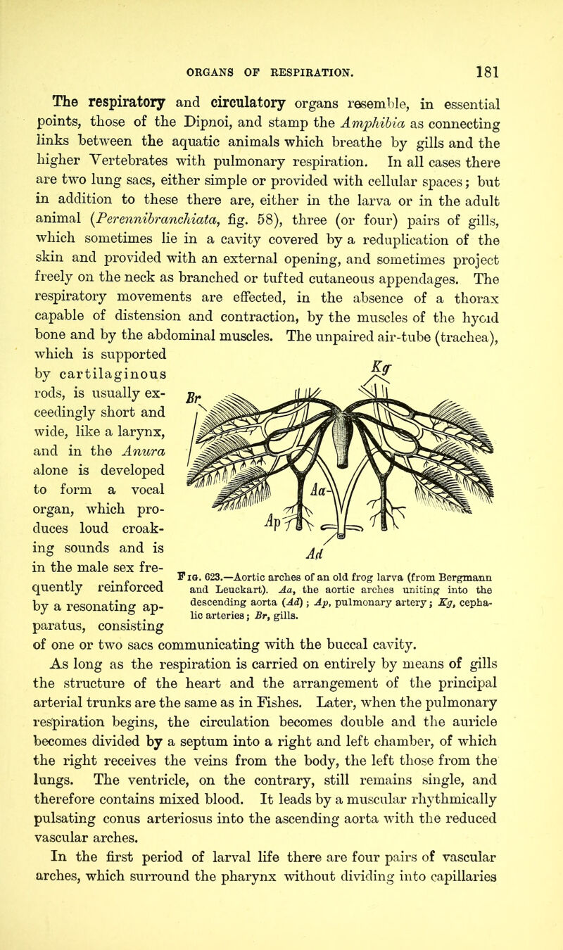 The respiratory and circulatory organs resemble, in essential points, those of the Dipnoi, and stamp the Amphibia as connecting links between the aquatic animals which breathe by gills and the higher Vertebrates with pulmonary respiration. In all cases there are two lung sacs, either simple or provided with cellular spaces; but in addition to these there are, either in the larva or in the adult animal (.Perennibranchiata, fig. 58), three (or four) pairs of gills, which sometimes lie in a cavity covered by a reduplication of the skin and provided with an external opening, and sometimes project freely on the neck as branched or tufted cutaneous appendages. The respiratory movements are effected, in the absence of a thorax capable of distension and contraction, by the muscles of the hyoid bone and by the abdominal muscles. The unpaired air-tube (trachea), which is supported by cartilaginous rods, is usually ex- ceedingly short and wide, like a larynx, and in the Anura alone is developed to form a vocal organ, which pro- duces loud croak- ing sounds and is in the male sex fre- quently reinforced by a resonating ap- paratus, consisting of one or two sacs communicating with the buccal cavity. As long as the respiration is carried on entirely by means of gills the structure of the heart and the arrangement of the principal arterial trunks are the same as in Fishes. Later, when the pulmonary respiration begins, the circulation becomes double and the auricle becomes divided by a septum into a right and left chamber, of which the right receives the veins from the body, the left those from the lungs. The ventricle, on the contrary, still remains single, and therefore contains mixed blood. It leads by a muscular rhythmically pulsating conus arteriosus into the ascending aorta with the reduced vascular arches. In the first period of larval life there are four pairs of vascular arches, which surround the pharynx without dividing into capillaries F ig. 623.—Aortic arches of an old frog larva (from Bergmann and Leuckart). Aa, the aortic arches uniting into the descending aorta (Ad); Ap, pulmonary artery; Kg, cepha- lic arteries; Br, gills.
