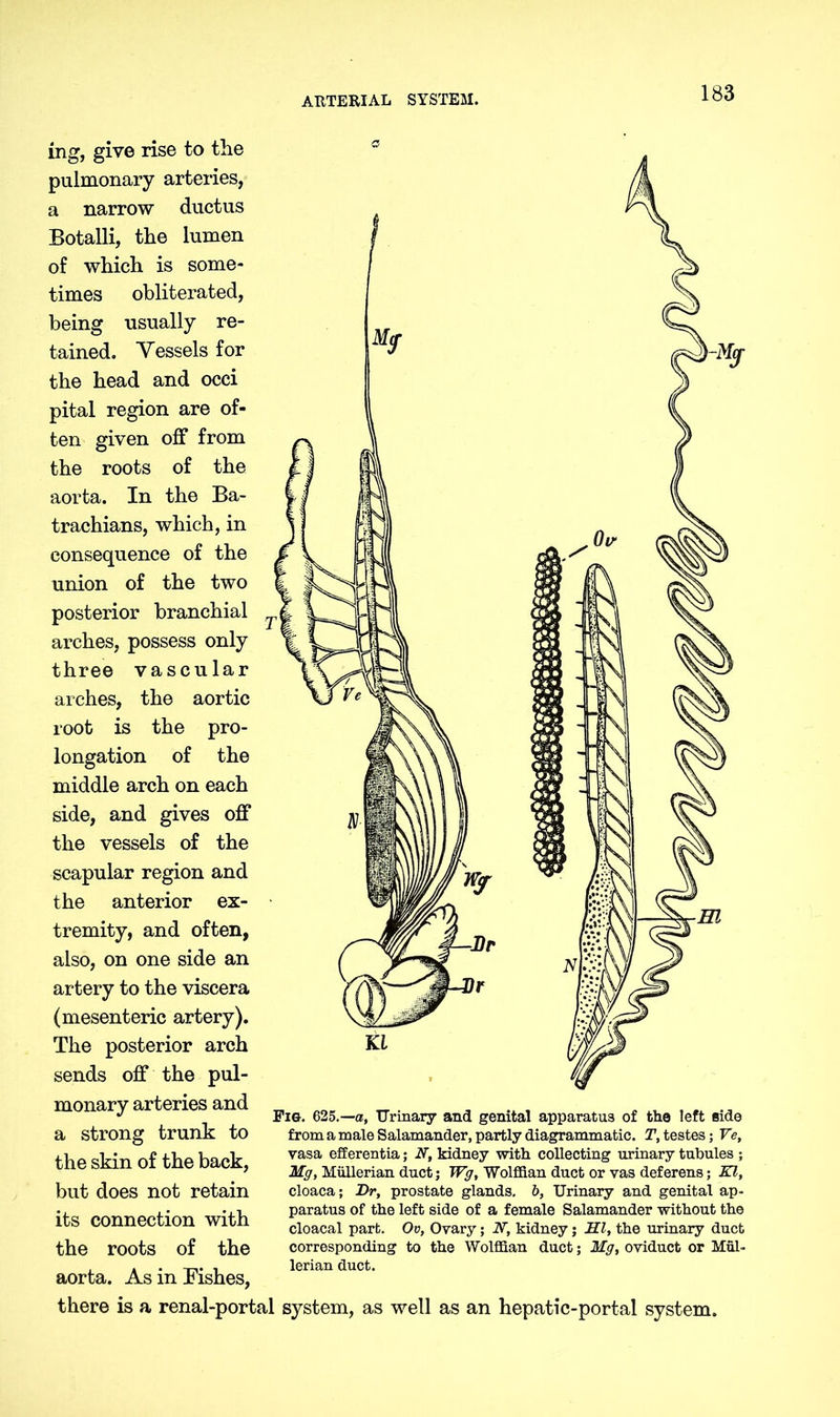 ARTERIAL SYSTEM. ing, give rise to the pulmonary arteries, a narrow ductus Botalli, the lumen of which is some- times obliterated, being usually re- tained. Vessels for the head and occi pital region are of- ten given off from the roots of the aorta. In the Ba- trachians, which, in consequence of the union of the two posterior branchial arches, possess only three vascular arches, the aortic root is the pro- longation of the middle arch on each side, and gives off the vessels of the scapular region and the anterior ex- tremity, and often, also, on one side an artery to the viscera (mesenteric artery). The posterior arch sends off the pul- monary arteries and a strong trunk to the skin of the back, but does not retain its connection with the roots of the aorta. As in Fishes, there is a renal-portal system, as well as an hepatic-portal system. Fig. 625.—a, Urinary and genital apparatus of the left aide from a male Salamander, partly diagrammatic. T, testes; Ve, vasa efferentia; N, kidney with collecting urinary tubules ; Mg, Müllerian duct; Wg, Wolffian duct or vas deferens; HI, cloaca; Dr, prostate glands, b, Urinary and genital ap- paratus of the left side of a female Salamander without the cloacal part. Ov, Ovary; AT, kidney; HI, the urinary duct corresponding to the Wolffian duct; Mg, oviduct or Mul- lerian duct.