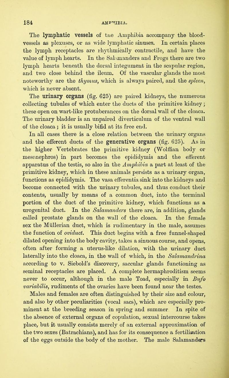 The lymphatic vessels of tue Amphibia accompany the blood- vessels as plexuses, or as wide lymphatic sinuses. In certain places the lymph receptacles are rhythmically contractile, and have the value of lymph hearts. In the Sal mianders and Frogs there are two lymph hearts beneath the dorsal integument in the scapular region, and two close behind the ileum. Of the vascular glands the most noteworthy are the thymus, which is always paired, and the spleen, which is never absent. The urinary organs (fig. 625) are paired kidneys, the numerous collecting tubules of which enter the ducts of the primitive kidney; these open on wart-like protuberances on the dorsal wall of the cloaca. The urinary bladder is an unpaired diverticulum of the ventral wall of the cloaca; it is usually bifid at its free end. In all cases there is a close relation between the urinary organs and the efferent ducts of the generative organs (fig. 625). As in the higher Vertebrates the primitive kidney (Wolffian body or mesonephros) in part becomes the epididymis and the efferent apparatus of the testis, so also in the Amphibia a part at least of the primitive kidney, which in these animals persists as a urinary organ, functions as epididymis. The vasa efferentia sink into the kidneys and become connected with the urinary tubules, and thus conduct their contents, usually by means of a common duct, into the terminal portion of the duct of the primitive kidney, which functions as a urogenital duct. In the Salamanders there are, in addition, glands called prostate glands on the wall of the cloaca. In the female sex the Müllerian duct, which is rudimentary in the male, assumes the function of oviduct. This duct begins with a free funnel-shaped dilated opening into the body cavity, takes a sinuous course, and opens, often after forming a uterus-like dilation, with the urinary duct laterally into the cloaca, in the wall of which, in the Salamandrina according to v. Siebold’s discovery, saccular glands functioning as seminal receptacles are placed. A complete hermaphroditism seems never to occur, although in the male Toad, especially in Bufo variabilis, rudiments of the ovaries have been found near the testes. Males and females are often distinguished by their size and colour, and also by other peculiarities (vocal sacs), which are especially pro- minent at the breeding season in spring and summer In spite of the absence of external organs of copulation, sexual intercourse takes place, but it usually consists merely of an external approximation of the two sexes (Batrachians), and has for its consequence a fertilisation of the eggs outside the body of the mother. The male Salamanders