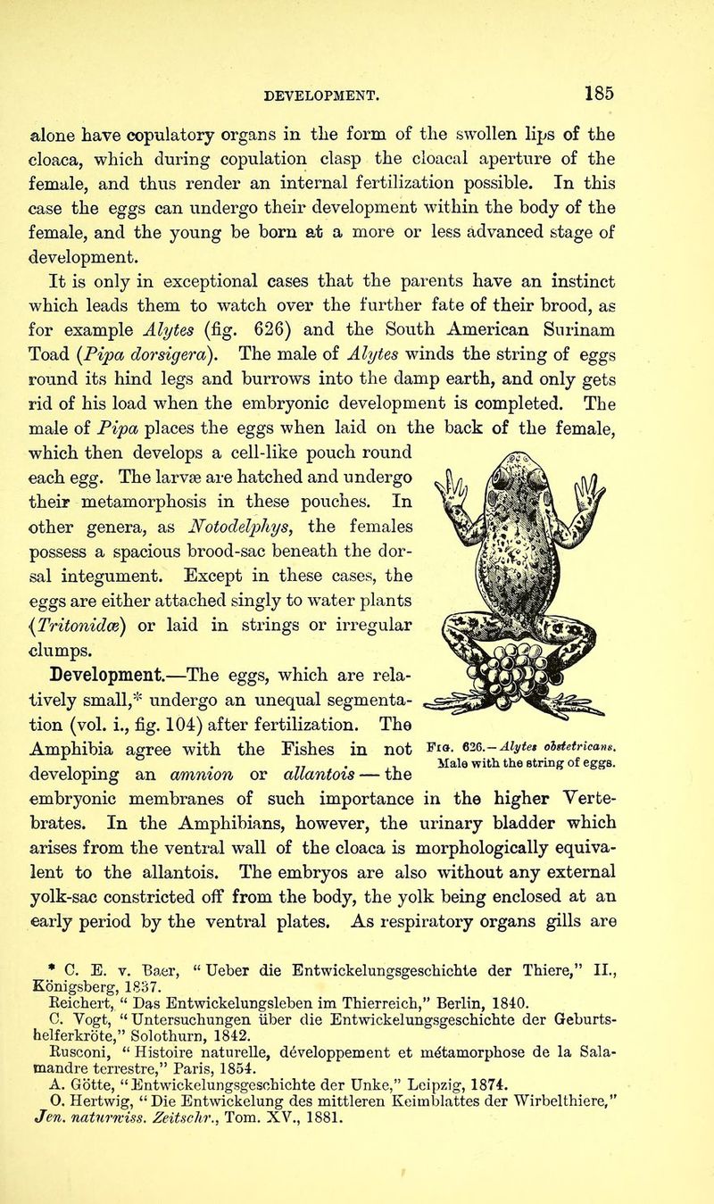alone have copulatory organs in the form of the swollen lips of the cloaca, which during copulation clasp the cloacal aperture of the female, and thus render an internal fertilization possible. In this case the eggs can undergo their development within the body of the female, and the young be born at a more or less advanced stage of development. It is only in exceptional cases that the parents have an instinct which leads them to watch over the further fate of their brood, as for example Alytes (fig. 626) and the South American Surinam Toad (Pipa dorsigera). The male of Alytes winds the string of eggs round its hind legs and burrows into the damp earth, and only gets rid of his load wThen the embryonic development is completed. The male of Pipa places the eggs when laid on the back of the female, which then develops a cell-like pouch round each egg. The larvae are hatched and undergo their metamorphosis in these pouches. In other genera, as Notodelphys, the females possess a spacious brood-sac beneath the dor- sal integument. Except in these cases, the eggs are either attached singly to wTater plants (Tritonidce) or laid in strings or irregular clumps. Development.—The eggs, which are rela- tively small,* undergo an unequal segmenta- tion (vol. i., fig. 104) after fertilization. The Amphibia agree with the Fishes in not developing an amnion or allantois — the embryonic membranes of such importance in the higher Verte- brates. In the Amphibians, however, the urinary bladder which arises from the ventral wall of the cloaca is morphologically equiva- lent to the allantois. The embryos are also without any external yolk-sac constricted off from the body, the yolk being enclosed at an early period by the ventral plates. As respiratory organs gills are * C. E. v. Baer, “ Ueber die Entwicklungsgeschichte der Thiere,” II., Königsberg, 1837. Reichert, “ Das Entwickelungsleben im Thierreich,” Berlin, 1840. C. Vogt, “ Untersuchungen über die Entwickelungsgeschichte der Geburts- helferkröte,” Solothurn, 1842. Rusconi, “ Histoire naturelle, developpement et mötamorphose de la Sala- mandre terrestre,” Paris, 1854. A. Götte, “ Entwickelungsgeschichte der Unke,” Leipzig, 1874. 0. Hertwig, “Die Entwickelung des mittleren Keimblattes der Wirbel thiere,” Jen. naturniss. Zeitschr., Tom. XV., 1881. Fi». 626. — Alytet ohdetricans. Mala with the string of eggs.