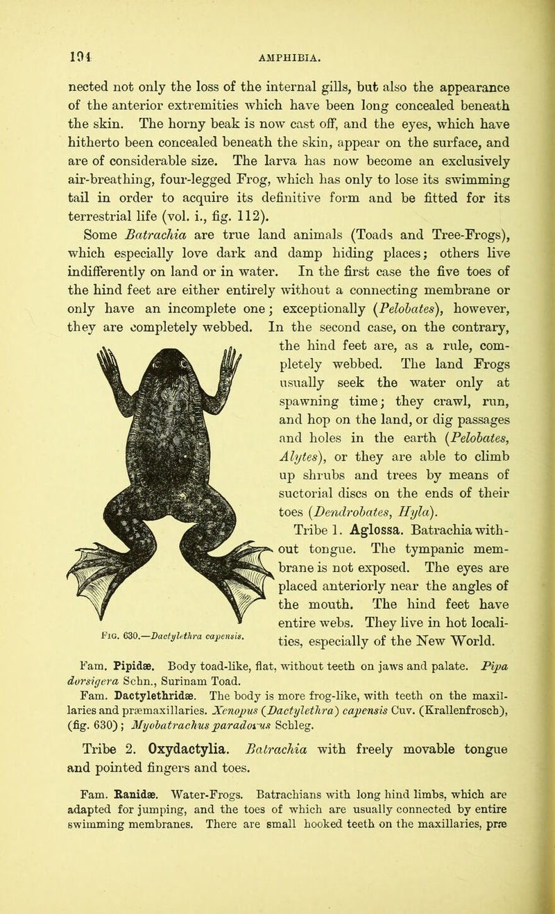 nected not only the loss of the internal gills, but also the appearance of the anterior extremities which have been long concealed beneath the skin. The horny beak is now cast off, and the eyes, which have hitherto been concealed beneath the skin, appear on the surface, and are of considerable size. The larva has now become an exclusively air-breathing, four-legged Frog, which has only to lose its swimming tail in order to acquire its definitive form and be fitted for its terrestrial life (vol. i., fig. 112). Some Batrachia are true land animals (Toads and Tree-Frogs), which especially love dark and damp hiding places; others live indifferently on land or in water. In the first case the five toes of the hind feet are either entirely without a connecting membrane or only have an incomplete one; exceptionally (Pelobates), however, they are completely webbed. In the second case, on the contrary, the hind feet are, as a rule, com- pletely webbed. The land Frogs usually seek the water only at spawning time; they crawl, run, and hop on the land, or dig passages and holes in the earth (Pelobates, Alytes), or they are able to climb up shrubs and trees by means of suctorial discs on the ends of their toes (.Dendrobates, Hyla). Tribe 1. Aglossa. Batrachia with- out tongue. The tympanic mem- brane is not exposed. The eyes are placed anteriorly near the angles of the mouth. The hind feet have entire webs. They live in hot locali- Fig. m.-DactyUhra oapemis. ties> especially of the New World. Fam. Pipidae. Body toad-like, flat, without teeth on jaws and palate. Pipa dorsigeva Schn., Surinam Toad. Fam. Dactylethridae. The body is more frog-like, with teeth on the maxil- laries and praemaxillaries. Xenojms (Dactylethra) capensis Cuv. (Krallenfrosch), (fig. 630); My obatrachus par adorns Schleg. Tribe 2. Oxydactylia. Batrachia with freely movable tongue and pointed fingers and toes. Fam. Ranidae. Water-Frogs. Batrachians with long hind limbs, which are adapted for jumping, and the toes of which are usually connected by entire swimming membranes. There are small hooked teeth on the maxillaries, prre