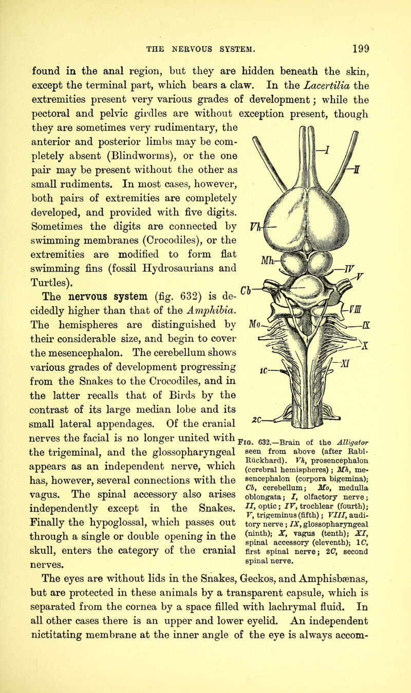 found in the anal region, but they are hidden beneath the skin, except the terminal part, which bears a claw. In the Lacertilia the extremities present very various grades of development; while the pectoral and pelvic girdles are without exception present, though they are sometimes very rudimentary, the anterior and posterior limbs may be com- pletely absent (Blindworms), or the one pair may be present without the other as small rudiments. In most cases, however, both pairs of extremities are completely developed, and provided with five digits. Sometimes the digits are connected by swimming membranes (Crocodiles), or the extremities are modified to form flat swimming fins (fossil Hydrosaurians and Turtles). The nervous system (fig. 632) is de- ' cidedly higher than that of the Amphibia. The hemispheres are distinguished by their considerable size, and begin to cover the mesencephalon. The cerebellum shows various grades of development progressing from the Snakes to the Crocodiles, and in the latter recalls that of Birds by the contrast of its large median lobe and its small lateral appendages. Of the cranial nerves the facial is no longer united withFl0 of the the trigeminal, and the glossopharyngeal seen from above (after Rabi- . , , Rückhard). Vh, prosencephalon appears as an independent nerve, which (cerebral hemispheres); Mh, me- has, however, several connections with the sencephalon (corpora bigemina); . . Cb, cerebellum; Mo, medulla vagus. The spmal accessory also arises oblongata; I, olfactory nerve; independently except in the Snakes. IT> °Ptic s IV> trochlear (fourth); L J r V, trigeminus (fifth); VIII, audi- Finally the hypoglossal, which passes out tory nerve ; IX, glossopharyngeal through a single or double opening in the (“y0}); x> vagus (tenth); XI ° ° . spmal accessory (eleventh); 1C, skull, enters the category of the cranial first spinal nerve; 2c, second nerves. spinal nerve. The eyes are without lids in the Snakes, Geckos, and Amphisbsenas, but are protected in these animals by a transparent capsule, which is separated from the cornea by a space filled with lachrymal fluid. In all other cases there is an upper and lower eyelid. An independent nictitating membrane at the inner angle of the eye is always accom-