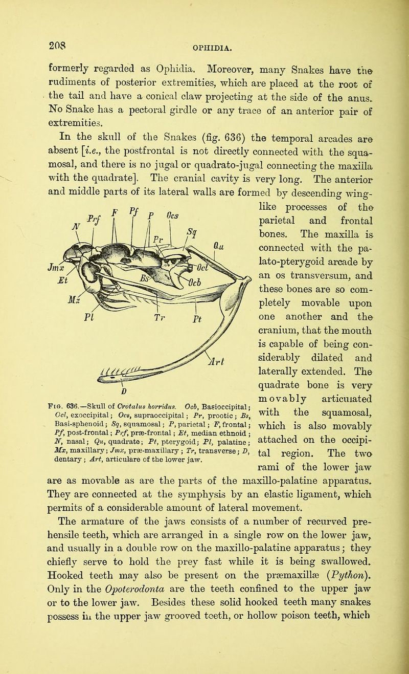 formerly regarded as Ophidia. Moreover, many Snakes have the rudiments of posterior extremities, which are placed at the root of the tail and have a conical claw projecting at the side of the anus. No Snake has a pectoral girdle or any trace of an anterior pair of extremities. In the skull of the Snakes (fig. 636) the temporal arcades are absent [i.e., the postfrontal is not directly connected with the squa- mosal, and there is no jugal or quadrato-jugal connecting the maxilla with the quadrate]. The cranial cavity is very long. The anterior and middle parts of its lateral walls are formed by descending wing- like processes of the parietal and frontal bones. The maxilla is connected with the pa- lato-pterygoid arcade by an os transversum, and these bones are so com- pletely movable upon one another and the cranium, that the mouth is capable of being con- siderably dilated and laterally extended. The quadrate bone is very m o v a b 1 y articulated v i». uou.—ORUU UL wvvuvws riurruiux. kjco, BasiUCUipitai; . , . Ocl, exoccipital; Ocs, supraoccipital; Pr, prootic ; JBs, Wltil tne squamosal, Basi-sphenoid; Sq, squamosal; P, parietal; F, frontal; which is also movablv Pf, post-frontal; Prf, prae-frontal; Et, median ethnoid ; . ; N, nasal; Qu, quadrate; Ft, pterygoid; PI, palatine; attached On the OCCipi- Mx, maxillary; Jmx, prae-maxillary ; Tr, transverse; D, region. The two dentary; Art, articulare of the lower jaw. . ® rami of the lower jaw are as movable as are the parts of the maxillo-palatine apparatus. They are connected at the symphysis by an elastic ligament, which permits of a considerable amount of lateral movement. The armature of the jaws consists of a number of recurved pre- hensile teeth, which are arranged in a single row on the lower jaw, and usually in a double row on the maxillo-palatine apparatus; they chiefly serve to hold the prey fast while it is being swallowed. Hooked teeth may also be present on the prsemaxillse (Python). Only in the Opoterodonta are the teeth confined to the upper jaw or to the lower jaw. Besides these solid hooked teeth many snakes possess in the upper jaw grooved teeth, or hollow poison teeth, which
