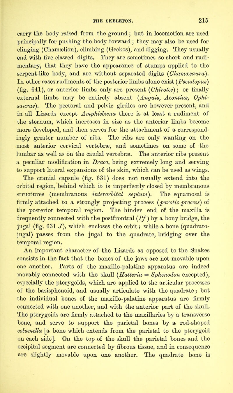 carry the body raised from the ground; but in locomotion are used principally for pushing the body forward; they may also be used for clinging (Chamselion), climbing (Geckos), and digging. They usually end with five clawed digits. They are sometimes so short and rudi- mentary, that they have the appearance of stumps applied to the serpent-like body, and are without separated digits (Chamcesaura). In other cases rudiments of the posterior limbs alone exist (Pseudopus) (fig. 641), or anterior limbs only are present (Chirotes); or finally external limbs may be entirely absent (Anguis, Acontias, Ophi- saurus). The pectoral and pelvic girdles are however present, and in all Lizards except Amphisbcena there is at least a rudiment of the sternum, which increases in size as the anterior limbs become more developed, and then serves for the attachment of a correspond- ingly greater number of ribs. The ribs are only wanting on the most anterior cervical vertebrae, and sometimes on some of the lumbar as well as on the caudal vertebrae. The anterior ribs present a peculiar modification in Draco, being extremely long and serving to support lateral expansions of the skin, which can be used as wings. The cranial capsule (fig. 631) does not usually extend into the orbital region, behind which it is imperfectly closed by membranous structures (membranous interorbital septum). The squamosal is firmly attached to a strongly projecting process (parotic process) of the posterior temporal region. The hinder end of the maxilla is frequently connected with the postfrontral (Pf) by a bony bridge, the jugal (fig. 631 J), which encloses the orbit; while a bone (quadrato- jugal) passes from the jugal to the .quadrate, bridging over the temporal region. An important character of the Lizards as opposed to the Snakes consists in the fact that the bones of the jaws are not movable upon one another. Parts of the maxillo-palatine apparatus are indeed movably connected with the skull (Hatteria = Sphenodon excepted), especially the pterygoids, which are applied to the articular processes of the basisphenoid, and usually articulate with the quadrate; but the individual bones of the maxillo-palatine apparatus are firmly connected with one another, and with the anterior part of the skull. The pterygoids are firmly attached to the maxillaries by a transverse bone, and serve to support the parietal bones by a rod-shaped columella [a bone which extends from the parietal to the pterygoid on each side]. On the top of the skull the parietal bones and the occipital segment are connected by fibrous tissue, and in consequence are slightly movable upon one another. The quadrate bone is