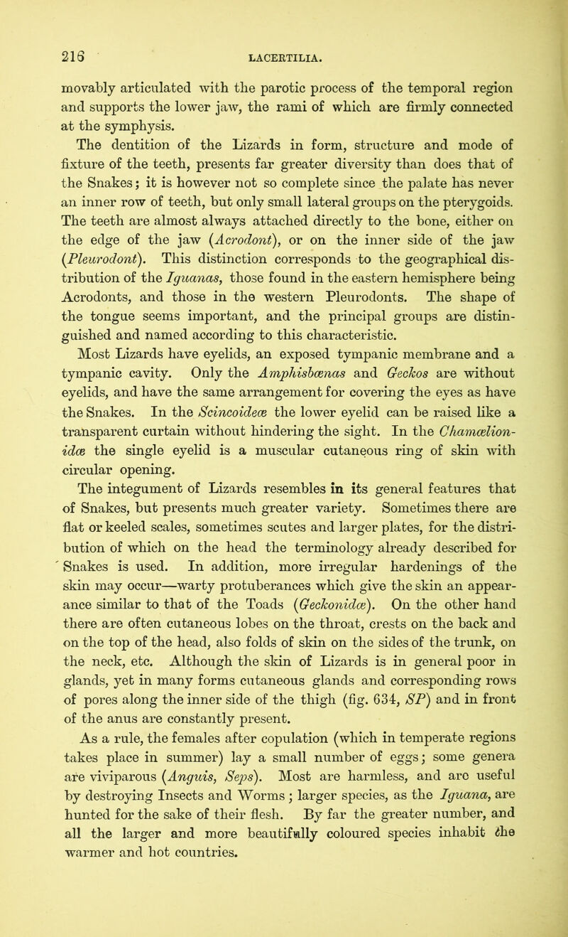 movably articulated with the parotic process of the temporal region and supports the lower jaw, the rami of which are firmly connected at the symphysis. The dentition of the Lizards in form, structure and mode of fixture of the teeth, presents far greater diversity than does that of the Snakes; it is however not so complete since the palate has never an inner row of teeth, but only small lateral groups on the pterygoids. The teeth are almost always attached directly to the bone, either on the edge of the jaw (Acrodont), or on the inner side of the jaw (Pleurodont). This distinction corresponds to the geographical dis- tribution of the Iguanas, those found in the eastern hemisphere being Acrodonts, and those in the western Pleurodonts. The shape of the tongue seems important, and the principal groups are distin- guished and named according to this characteristic. Most Lizards have eyelids, an exposed tympanic membrane and a tympanic cavity. Only the Amphisbcenas and Geckos are without eyelids, and have the same arrangement for covering the eyes as have the Snakes. In the Scincoidece the lower eyelid can be raised like a transparent curtain without hindering the sight. In the Chamcelion- idce the single eyelid is a muscular cutaneous ring of skin with circular opening. The integument of Lizards resembles in its general features that of Snakes, but presents much greater variety. Sometimes there are flat or keeled scales, sometimes scutes and larger plates, for the distri- bution of which on the head the terminology already described for Snakes is used. In addition, more irregular hardenings of the skin may occur—warty protuberances which give the skin an appear- ance similar to that of the Toads (Gechonidce). On the other hand there are often cutaneous lobes on the throat, crests on the back and on the top of the head, also folds of skin on the sides of the trunk, on the neck, etc. Although the skin of Lizards is in general poor in glands, yet in many forms cutaneous glands and corresponding rows of pores along the inner side of the thigh (fig. 634, SP) and in front of the anus are constantly present. As a rule, the females after copulation (which in temperate regions takes place in summer) lay a small number of eggs; some genera are viviparous (Anguis, Seps). Most are harmless, and arc useful by destroying Insects and Worms; larger species, as the Iguana, are hunted for the sake of their flesh. By far the greater number, and all the larger and more beautifully coloured species inhabit £he warmer and hot countries.