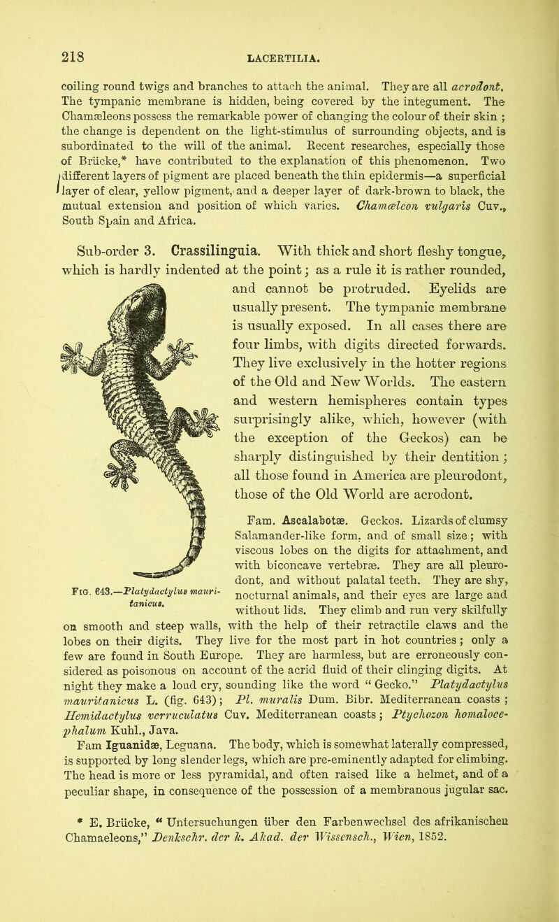coiling round twigs and branches to attach the animal. They are all acrodont. The tympanic membrane is hidden, being covered by the integument. The Chamgeleons possess the remarkable power of changing the colour of their skin ; the change is dependent on the light-stimulus of surrounding objects, and is subordinated to the will of the animal. Recent researches, especially those of Brücke,* have contributed to the explanation of this phenomenon. Two (different layers of pigment are placed beneath the thin epidermis—a superficial 'layer of clear, yellow pigment,'and a deeper layer of dark-brown to black, the mutual extension and position of which varies. Chamceleon vulgaris Cuv., South Spain and Africa. Sub-order 3. Crassilinguia. With thick and short fleshy tongue, which is hardly indented at the point; as a rule it is rather rounded, and cannot be protruded. Eyelids are usually present. The tympanic membrane is usually exposed. In all cases there are four limbs, with digits directed forwards. They live exclusively in the hotter regions of the Old and New Worlds. The eastern and western hemispheres contain types surprisingly alike, which, however (with the exception of the Geckos) can be sharply distinguished by their dentition; all those found in America are pleurodont, those of the Old World are acrodont. Fam. Ascalabotse. Geckos. Lizards of clumsy Salamander-like form, and of small size; with viscous lobes on the digits for attachment, and with biconcave vertebrae. They are all pleuro- dont, and without palatal teeth. They are shy, Fig. 643. Platydactylus maun- nocturnal animals, and their eyes are large and without lids. They climb and run very skilfully on smooth and steep walls, with the help of their retractile claws and the lobes on their digits. They live for the most part in hot countries; only a few are found in South Europe. They are harmless, but are erroneously con- sidered as poisonous on account of the acrid fluid of their clinging digits. At night they make a loud cry, sounding like the word “ Gecko.” Platydactylus mauritanicus L. (fig. 643); PI. muralis Dum. Bibr. Mediterranean coasts ; Hemidactylus verruculatus Cuv. Mediterranean coasts; Ptyclwzon homaloce- ;phalum Kuhl., Java. Fam Iguanidee, Leguana. The body, which is somewhat laterally compressed, is supported by long slender legs, which are pre-eminently adapted for climbing. The head is more or less pyramidal, and often raised like a helmet, and of a peculiar shape, in consequence of the possession of a membranous jugular sac. * E. Brücke, “ Untersuchungen über den Farbenwechsel des afrikanischen Chamaeleons,” Penkschr. der 7t. AJtad. der Wissensch., Wien, 1852.