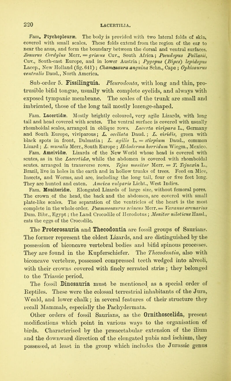 Fam, Ptychopleurae. The body is provided with two lateral folds of skin, covered with small scales. These folds extend from the region of the ear to near the anus, and form the boundary between the dorsal and ventral surfaces. Zonurus Cordylus Merr. = griseus Cuv., South Africa; Pseudopus Pallasii, Cuv., South-east Europe, and in lower Austria; Pygopus (Pipes) lepidopus Lacep., New Holland (fig. 641) ; Chamcssaura anguina Schn., Cape ; Ophisaurus ventralis Daud., North America. Sub-order 5. Fissilinguia. Pleurodonta, with long and thin, pro- trusible bifid tongue, usually with complete eyelids, and always with exposed tympanic membrane. The scales of the trunk are small and imbricated, those of the long tail mostly lozenge-shaped. Fam. Lacertidse. Mostly brightly coloured, very agile Lizards, with long tail and head covered with scutes. The ventral surface is covered with usually rhomboidal scales, arranged in oblique rows. Laeerta vivipara L., Germany and South Europe, viviparous; L. ocellata Daud. ; L. viridis, green with black spots in front, Dalmatia; L. agilis L. = stirpium Daud., common Lizard ; L. muralis Merr., South Europe ; Heloderma horridum Wiegm., Mexico. Fam. Ameividae. Lizards of the New World whose head is covered with scutes, as in the Lacertidce, while the abdomen is covered with rhomboidal scutes, arranged in transverse rows. Tejus monitor Merr. = T. Tejuexin L., Brazil, live in holes in the earth and in hollow trunks of trees. Feed on Mice, Insects, and Worms, and are, including the long tail, four or five feet long. They are hunted and eaten. Ameiva vulgaris Licht., West Indies. Fam. Monitoridae. Elongated Lizards of large size, without femoral pores. The crown of the head, the back and the abdomen, are covered with small plate-like scales. The separation of the ventricles of the heart is the most complete in the whole order. Psammosaurus scincus Merr. = Varanus arenarius Dum. Bibr., Egypt; the Land Crocodile of Herodotus ; Monitor niloticus Hassl., eats the eggs of the Crocodile. The Proterosauria and Thecodontia are fossil groups of Saurian«. The former represent the oldest Lizards, and are distinguished by the possession of biconcave vertebral bodies and bifid spinous processes. They are found in the Kupferschiefer. The Thecodontia, also with biconcave vertebrae, possessed compressed teeth wedged into alveoli, with their crowns covered with finely serrated striae ; they belonged to the Triassic period. The fossil Binosauria must be mentioned as a special order of Reptiles. These were the colossal terrestrial inhabitants of the Jura, Weald, and lower chalk; in several features of their structure they recall Mammals, especially the Pachydermata. Other orders of fossil Saurians, as the Ornithoscelida, present modifications which point in various ways to the organisation of birds. Characterised by the prseacetabular extension of the ilium and the downward direction of the elongated pubis and ischium, they possessed, at least in the group which includes the Jurassic genus