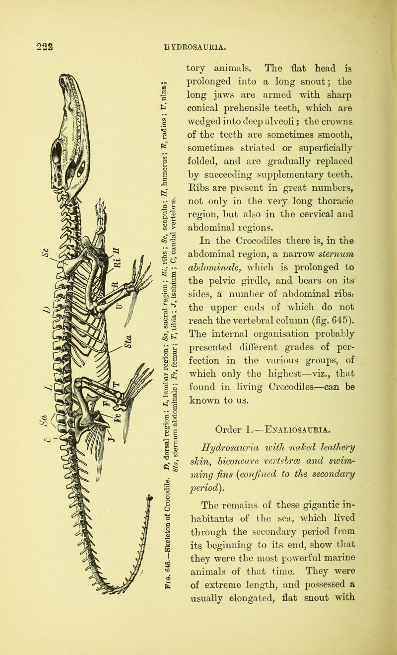 a ä .2 a fen H eä SJ 1 o . a *pi *§ ’S g tory animals. The flat head is prolonged into a long snout; the long jaws are armed with sharp conical prehensile teeth, which are wedged into deep alveoli; the crowns of the teeth are sometimes smooth, sometimes striated or superficially folded, and are gradually replaced by succeeding supplementary teeth. Ribs are present in great numbers, not only in the very long thoracic region, but also in the cervical and abdominal regions. In the Crocodiles there is, in the abdominal region, a narrow sternum abdominale, which is prolonged to the pelvic girdle, and bears on its sides, a number of abdominal ribs? the upper ends of which do not reach the vertebral column (fig. 645). The internal organisation probably presented different grades of per- fection in the various groups, of which only the highest—viz., that foimd in living Crocodiles—can be known to us. Order 1.—Enaliosauria. Hydrosauria with naked leathery skin, biconcave vertebrae and swim- ming fins (confined to the secondary period?). The remains of these gigantic in- habitants of the sea, which lived through the secondary period from its beginning to its end, show that they were the most powerful marine animals of that time. They were of extreme length, and possessed a usually elongated, flat snout with