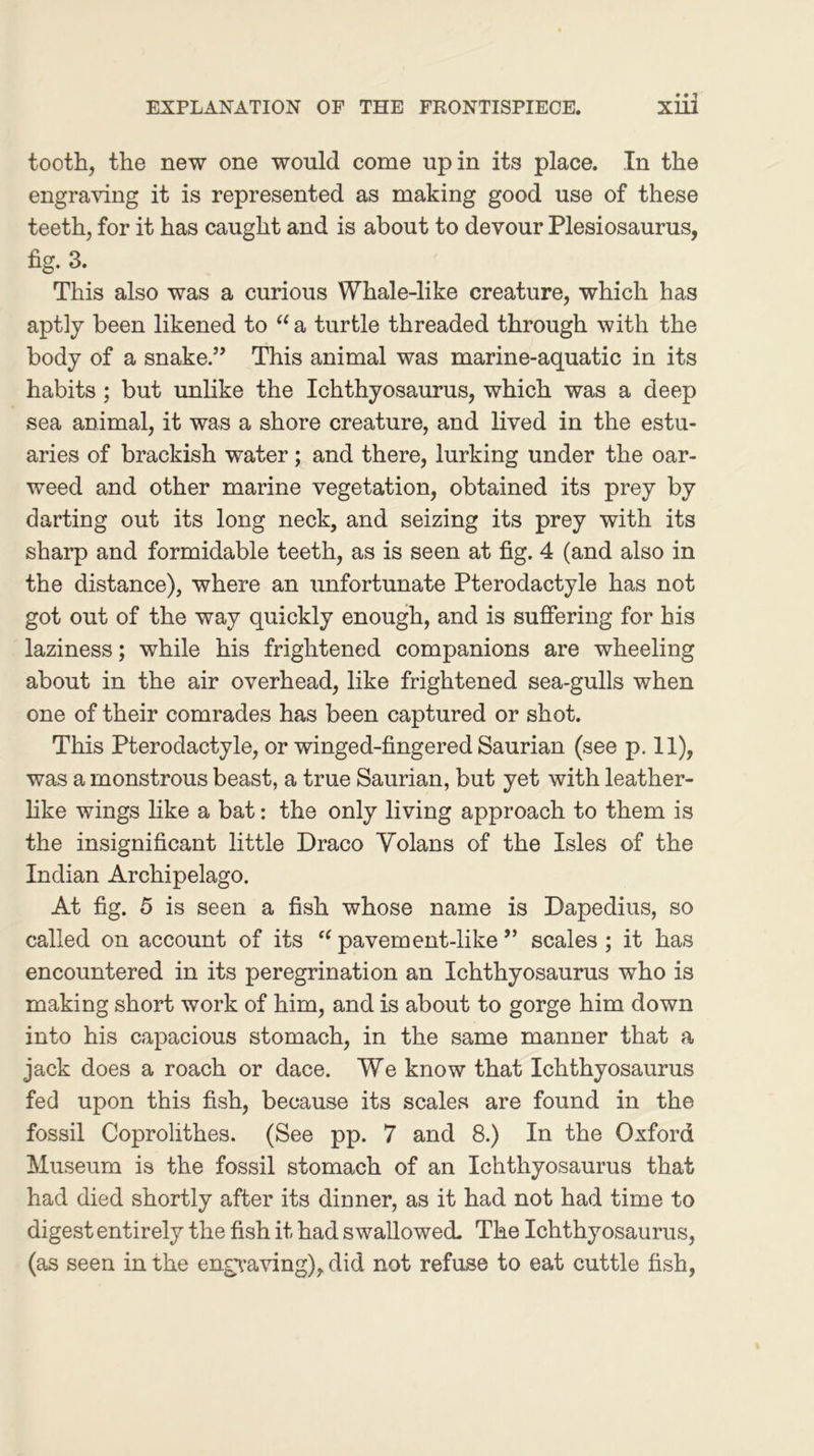 tooth, the new one would come up in its place. In the engraving it is represented as making good use of these teeth, for it has caught and is about to devour Plesiosaurus, fig. 3. This also was a curious Whale-like creature, which has aptly been likened to “ a turtle threaded through with the body of a snake.” This animal was marine-aquatic in its habits; but unlike the Ichthyosaurus, which was a deep sea animal, it was a shore creature, and lived in the estu- aries of brackish water; and there, lurking under the oar- weed and other marine vegetation, obtained its prey by darting out its long neck, and seizing its prey with its sharp and formidable teeth, as is seen at fig. 4 (and also in the distance), where an unfortunate Pterodactyle has not got out of the way quickly enough, and is suffering for his laziness; while his frightened companions are wheeling about in the air overhead, like frightened sea-gulls when one of their comrades has been captured or shot. This Pterodactyle, or winged-fingered Saurian (see p. 11), was a monstrous beast, a true Saurian, but yet with leather- like wings like a bat: the only living approach to them is the insignificant little Draco Volans of the Isles of the Indian Archipelago. At fig. 5 is seen a fish whose name is Dapedius, so called on account of its “ pavement-like ” scales ; it has encountered in its peregrination an Ichthyosaurus who is making short work of him, and is about to gorge him down into his capacious stomach, in the same manner that a jack does a roach or dace. We know that Ichthyosaurus fed upon this fish, because its scales are found in the fossil Coprolithes. (See pp. 7 and 8.) In the Oxford Museum is the fossil stomach of an Ichthyosaurus that had died shortly after its dinner, as it had not had time to digest entirely the fish it had swallowed The Ichthyosaurus, (as seen in the engraving), did not refuse to eat cuttle fish,